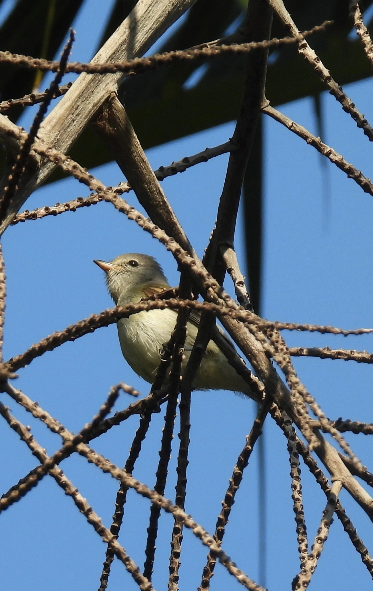 Risadinha (Camptostoma obsoletum), aves, fotografado em Maresias, São Sebastião