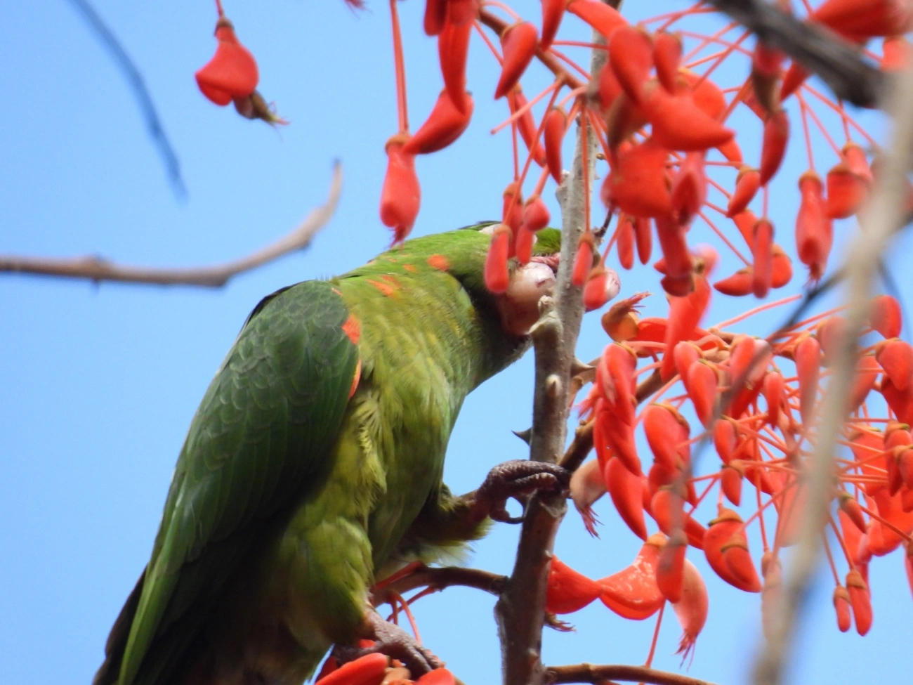 Periquitão-maracanã (Psittacara leucophthalmus), aves, fotografado em Cunha