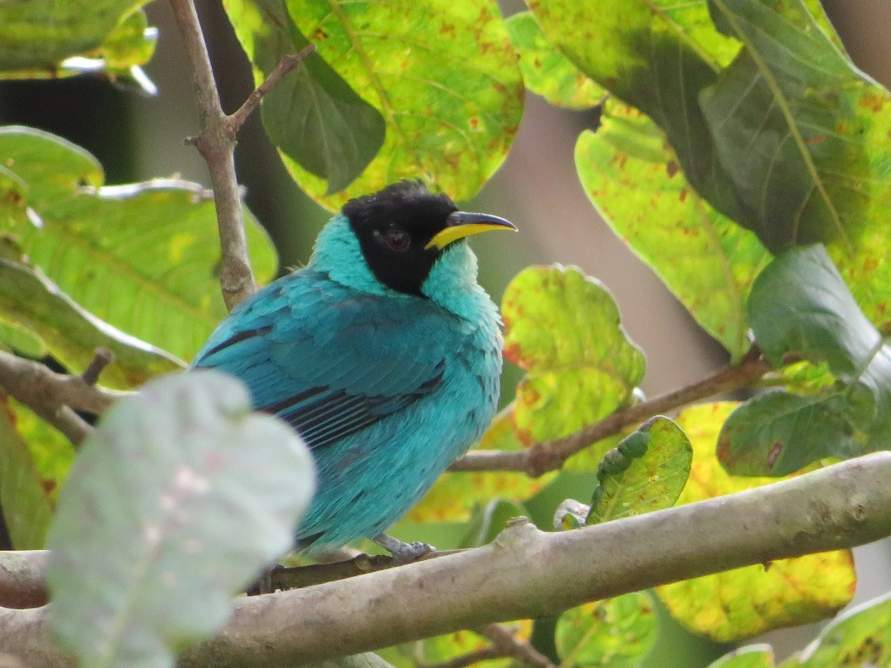 Saí-verde (Chlorophanes spiza), aves, fotografado em Maresias, São Sebastião