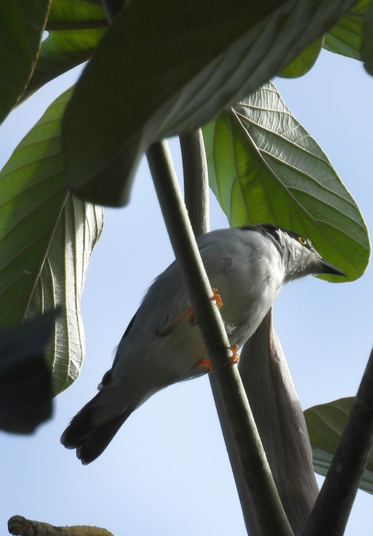 Saíra-de-chapéu-preto (Nemosia pileata), aves, fotografado em Queluz
