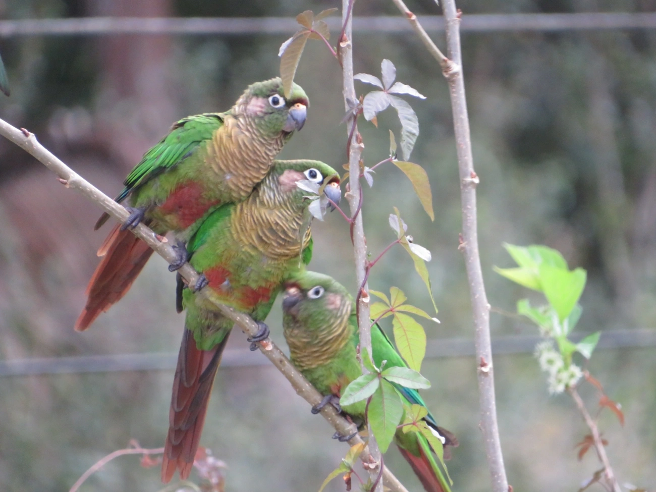 Tiriba-de-testa-vermelha (Pyrrhura frontalis), aves, fotografado em Maresias, São Sebastião