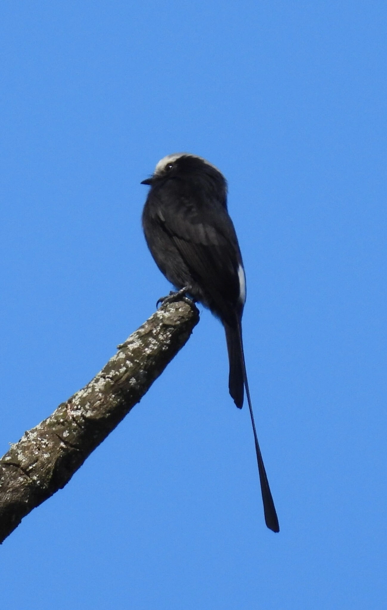 Viuvinha (Colonia colonus), aves, fotografado em Jambeiro, Itatiaia