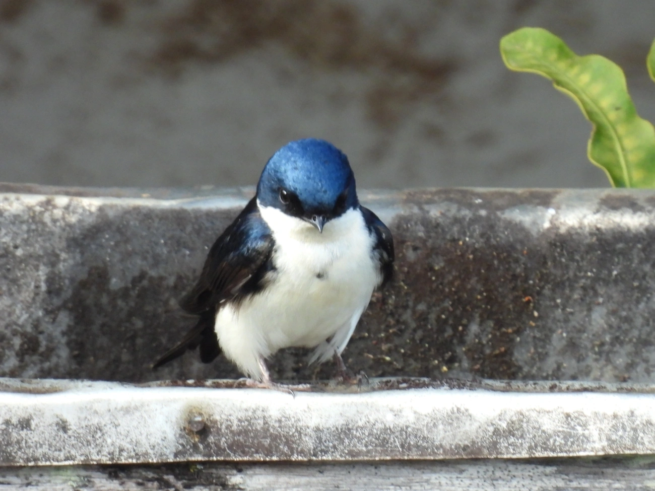 Andorinha-azul-e-branca (Pygochelidon cyanoleuca), aves, fotografado em Itamonte
