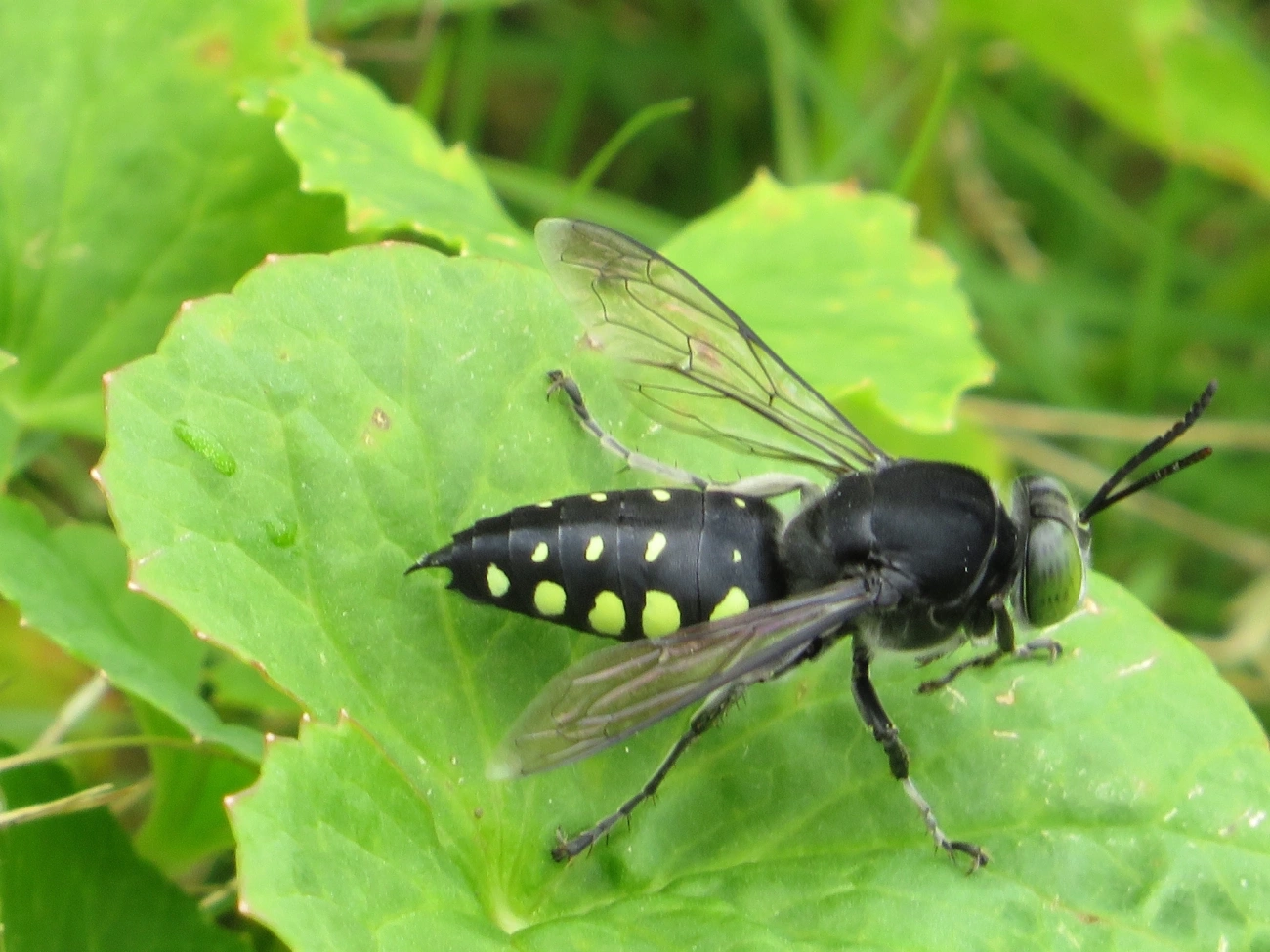 Stictia punctata, insetos, fotografado em Maresias, São Sebastião