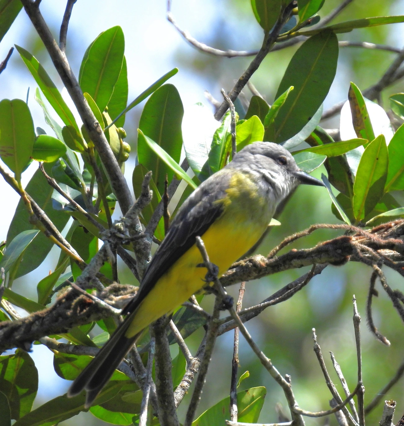 Suiriri (Tyrannus melancholicus), aves, fotografado em Maresias, São Sebastião