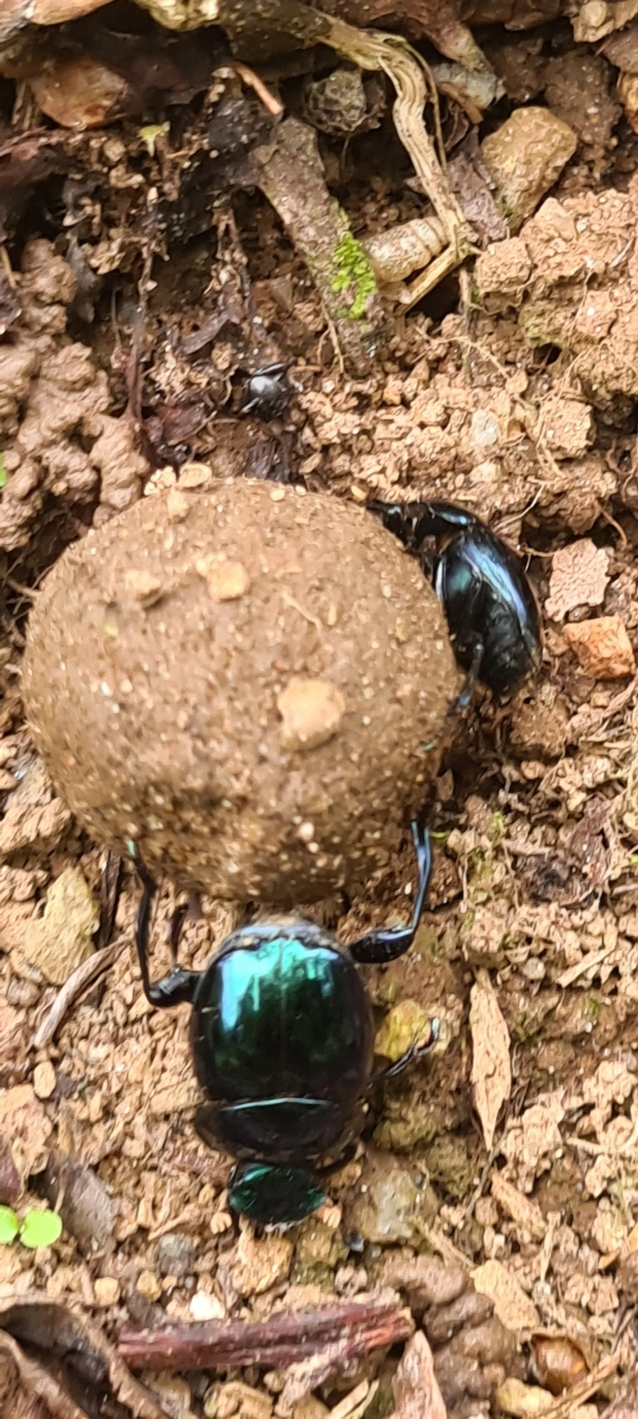 Canthon, insetos, fotografado em Maresias, São Sebastião