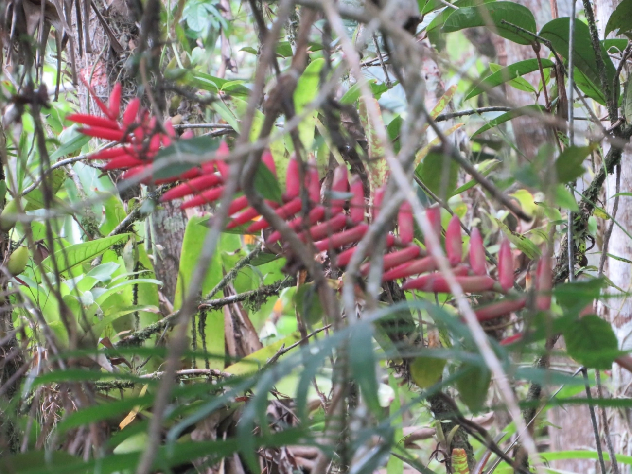 Gravatinha (Vriesea ensiformis), plantas, fotografado em Maresias, São Sebastião