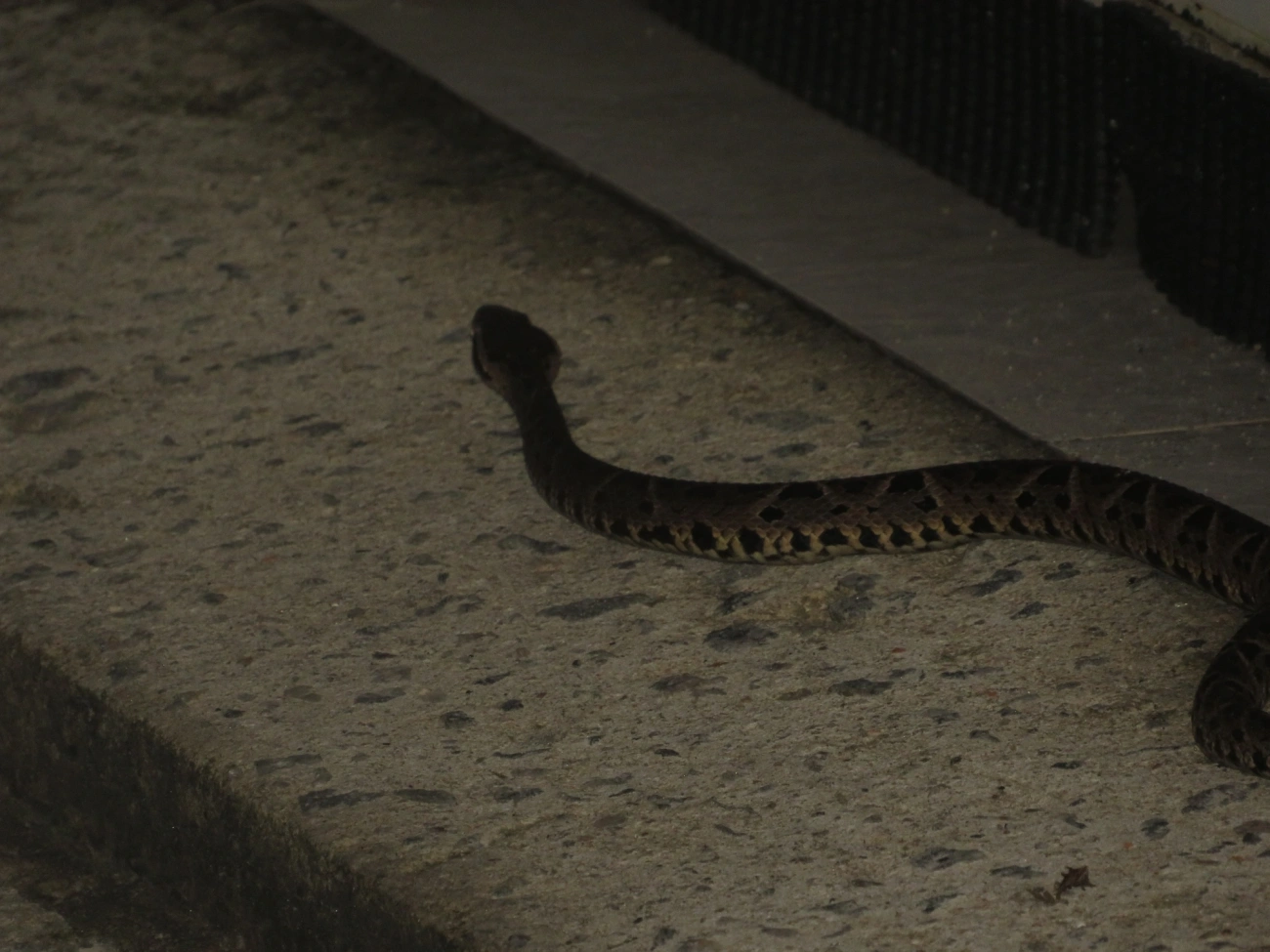Jararacuçu (Bothrops jararacussu), répteis, fotografado em Maresias, São Sebastião