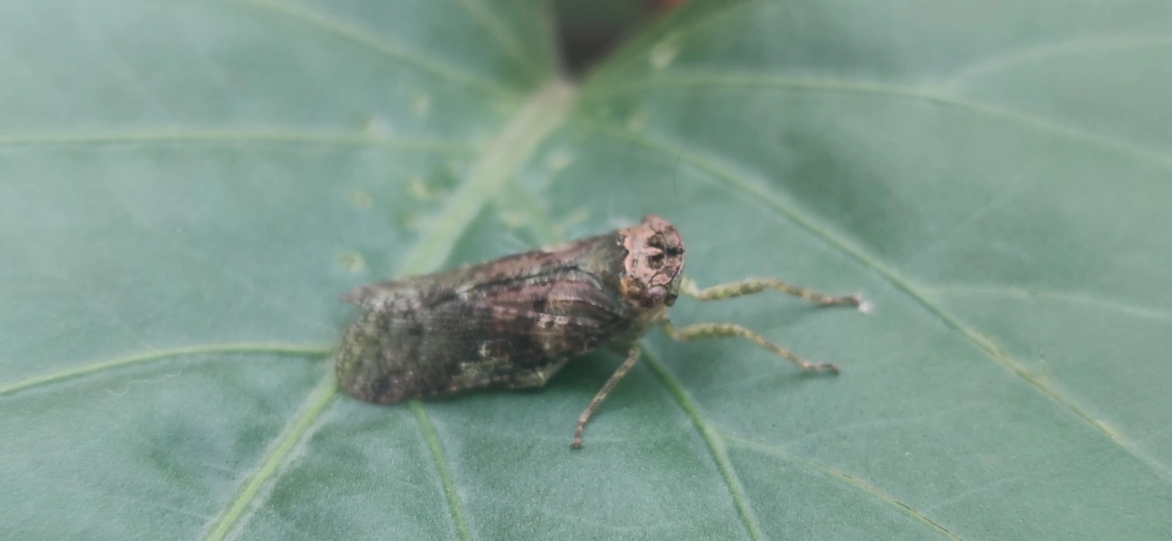 Calyptoproctus, insetos, fotografado em Maresias, São Sebastião