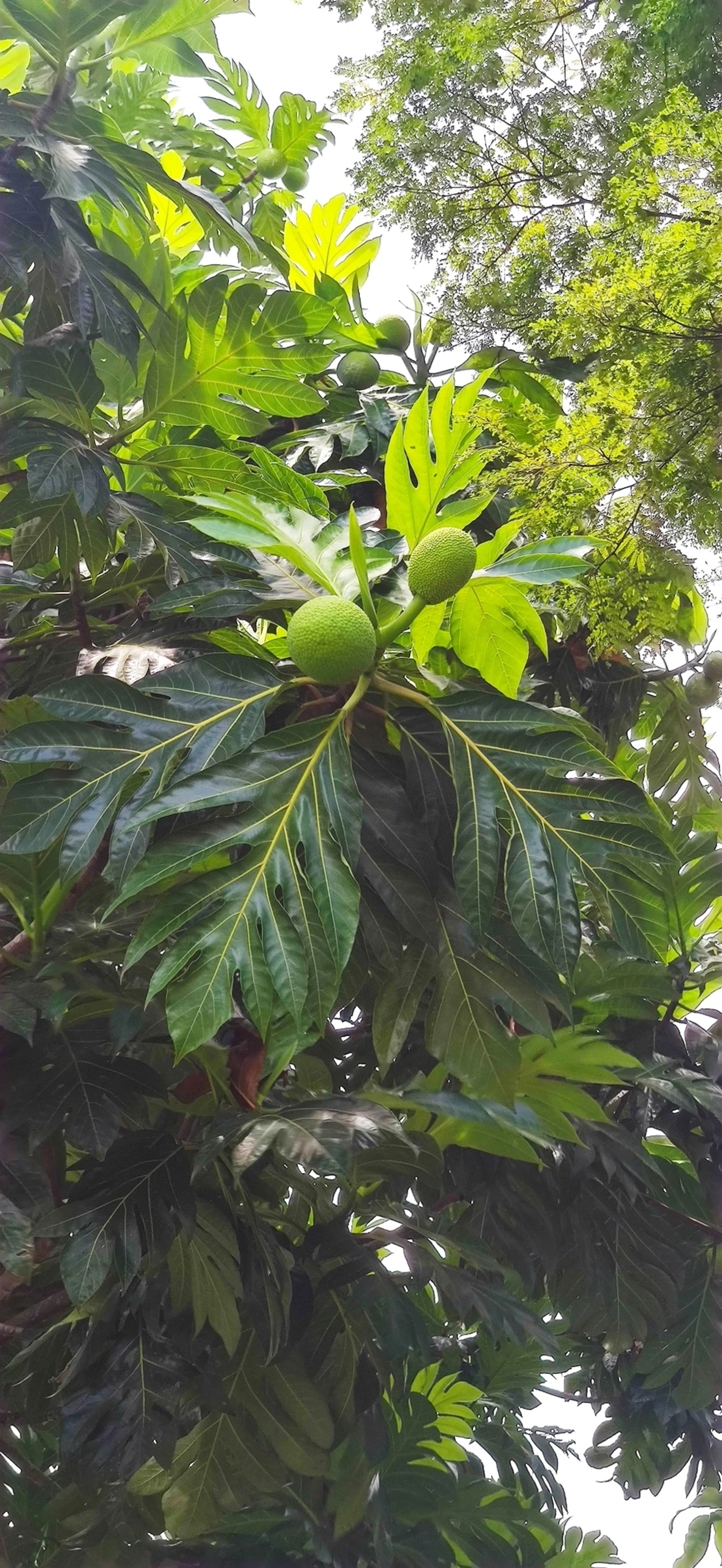 Fruta-pão (Artocarpus altilis), plantas, fotografado em Indaiá, Caraguatatuba