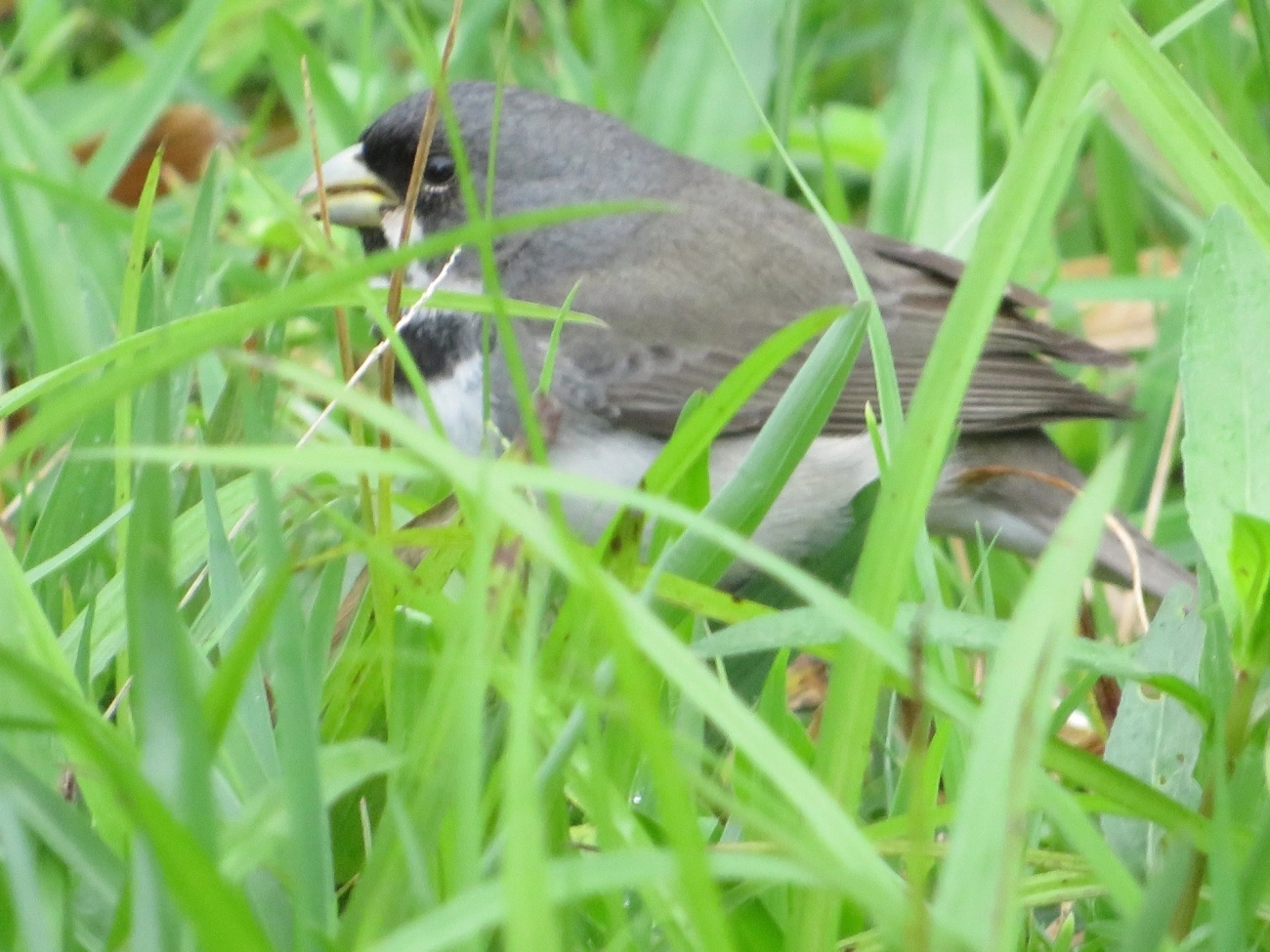 Coleirinho (Sporophila caerulescens), aves, fotografado em Maresias, São Sebastião