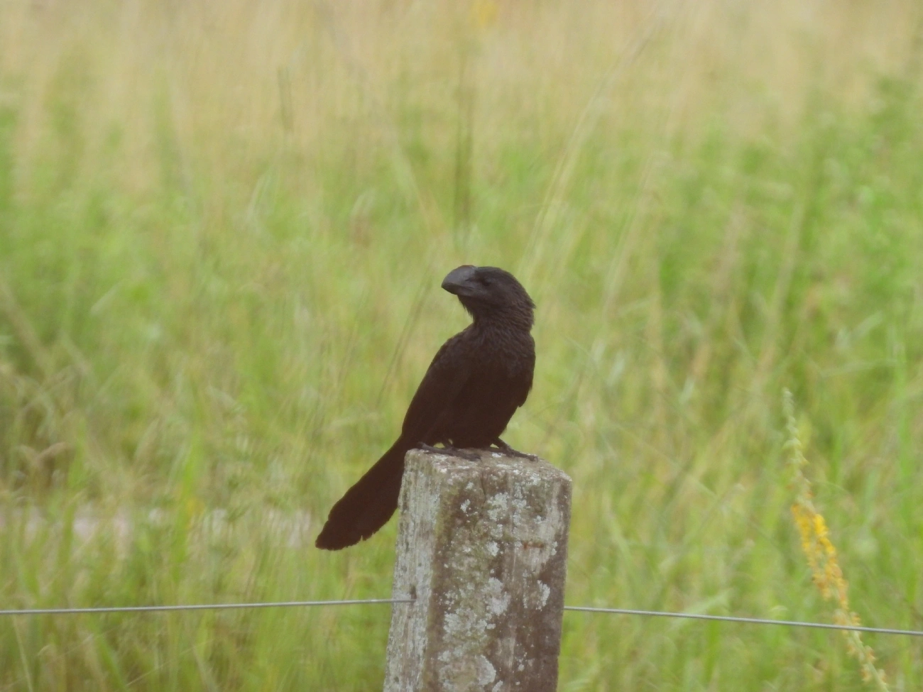 Anu-preto (Crotophaga ani), aves, fotografado em Indaiá, Caraguatatuba
