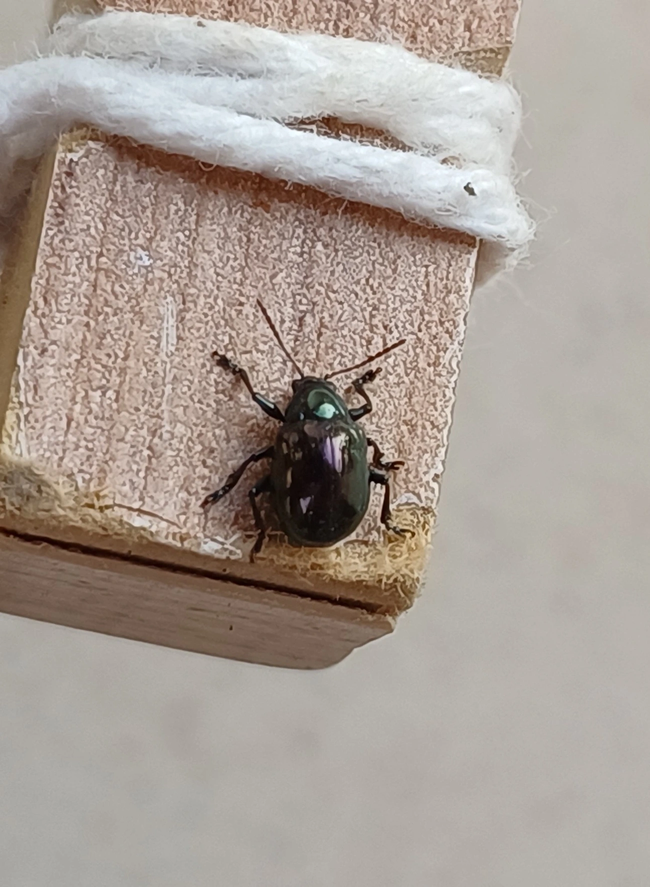 Typophorus, insetos, fotografado em Maresias, São Sebastião