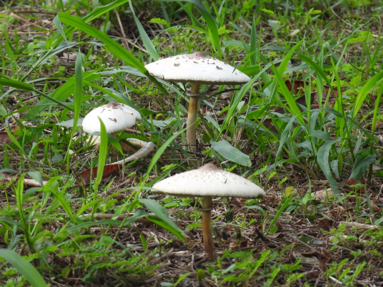 Falso guarda-sol (Chlorophyllum molybdites), fungos, fotografado em Maresias, São Sebastião