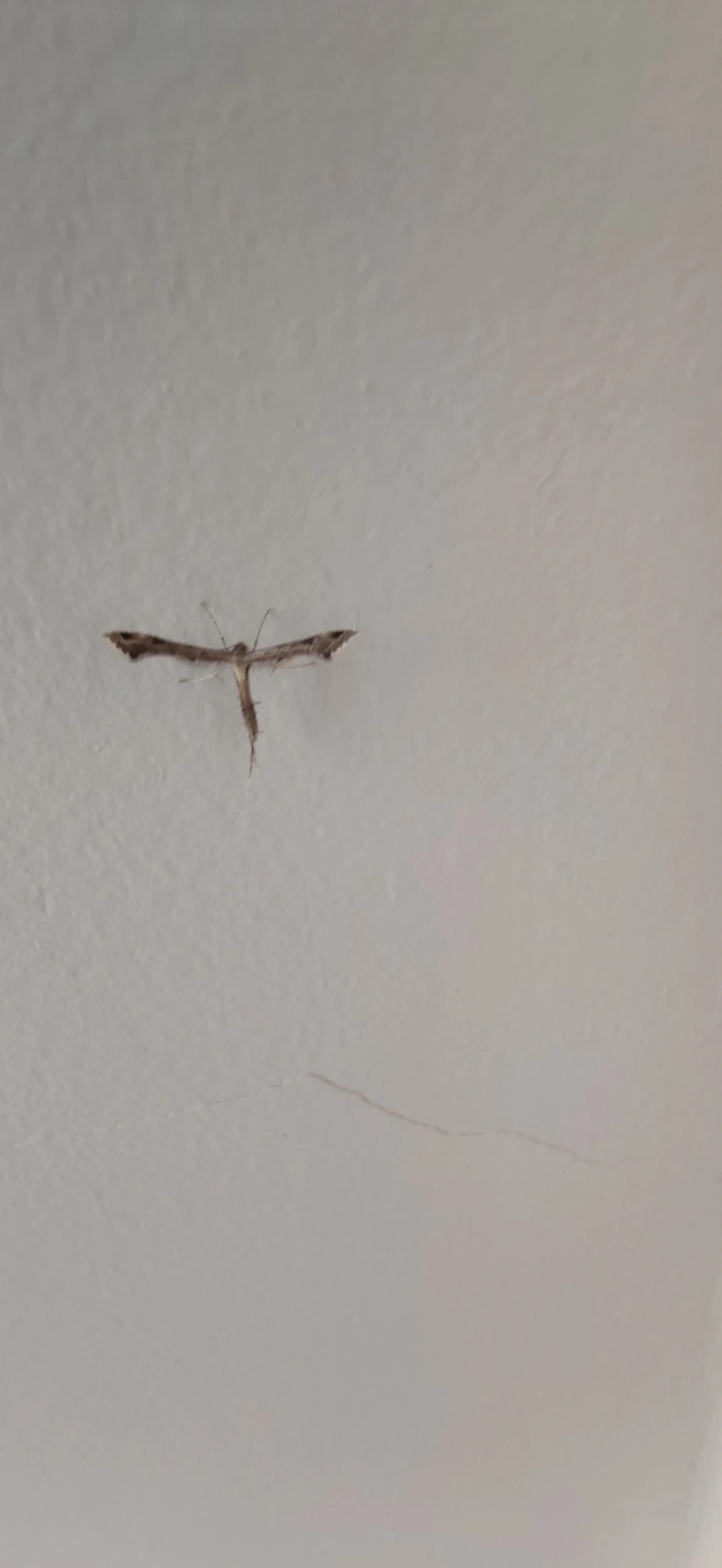 Mariposas-pluma (Pterophoridae), insetos, fotografado em Maresias, São Sebastião