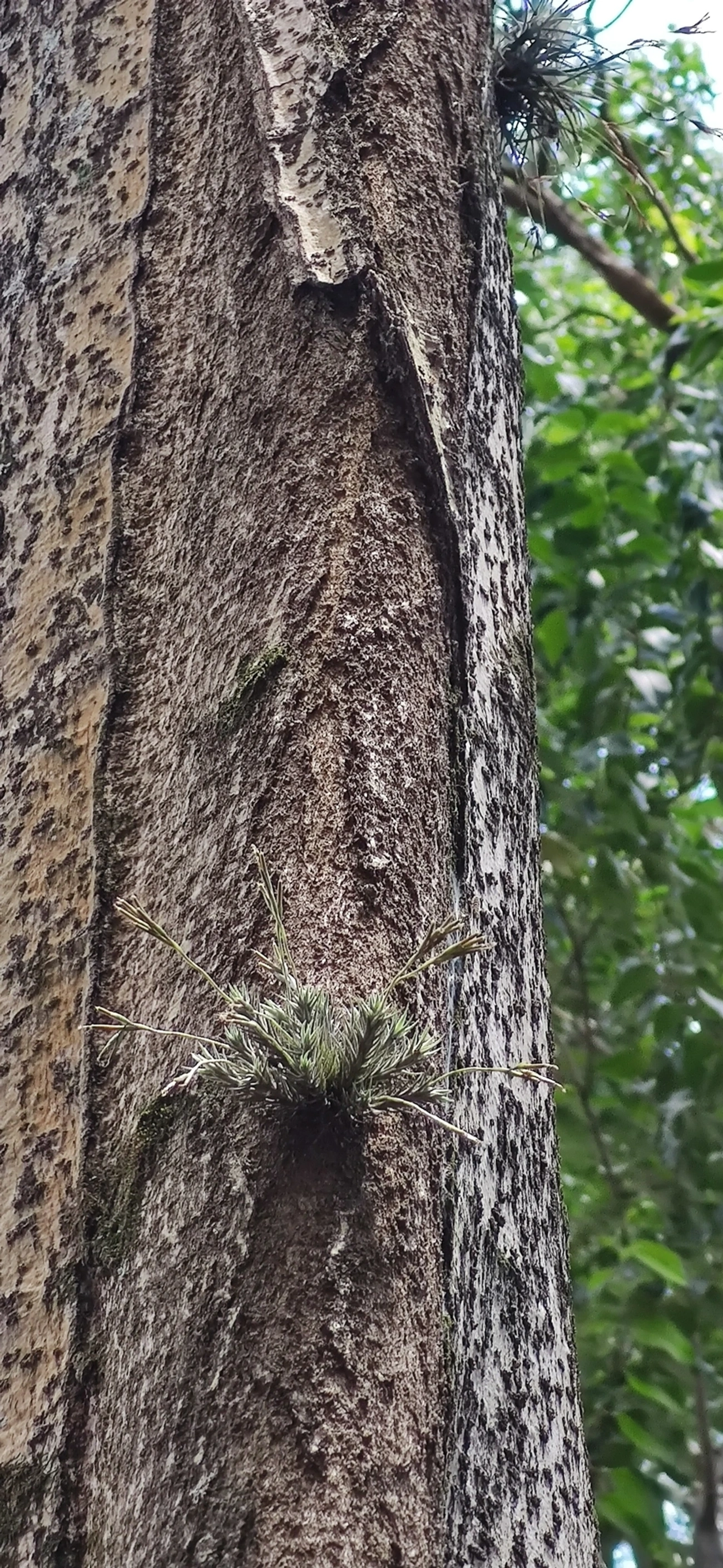 Tilândsia (Tillandsia tricholepis), plantas, fotografado em Vila Gomes Cardim, São Paulo