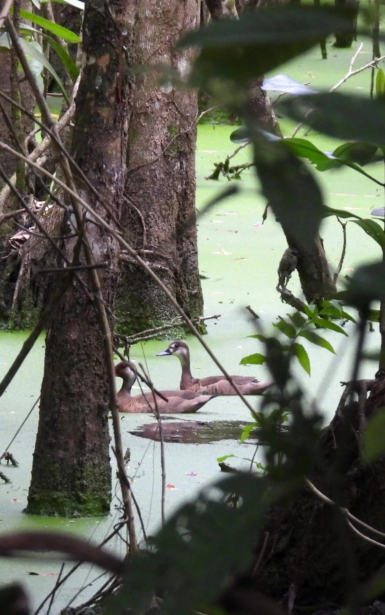 Marreca-pé-vermelho (Amazonetta brasiliensis), aves, fotografado em Maresias, São Sebastião