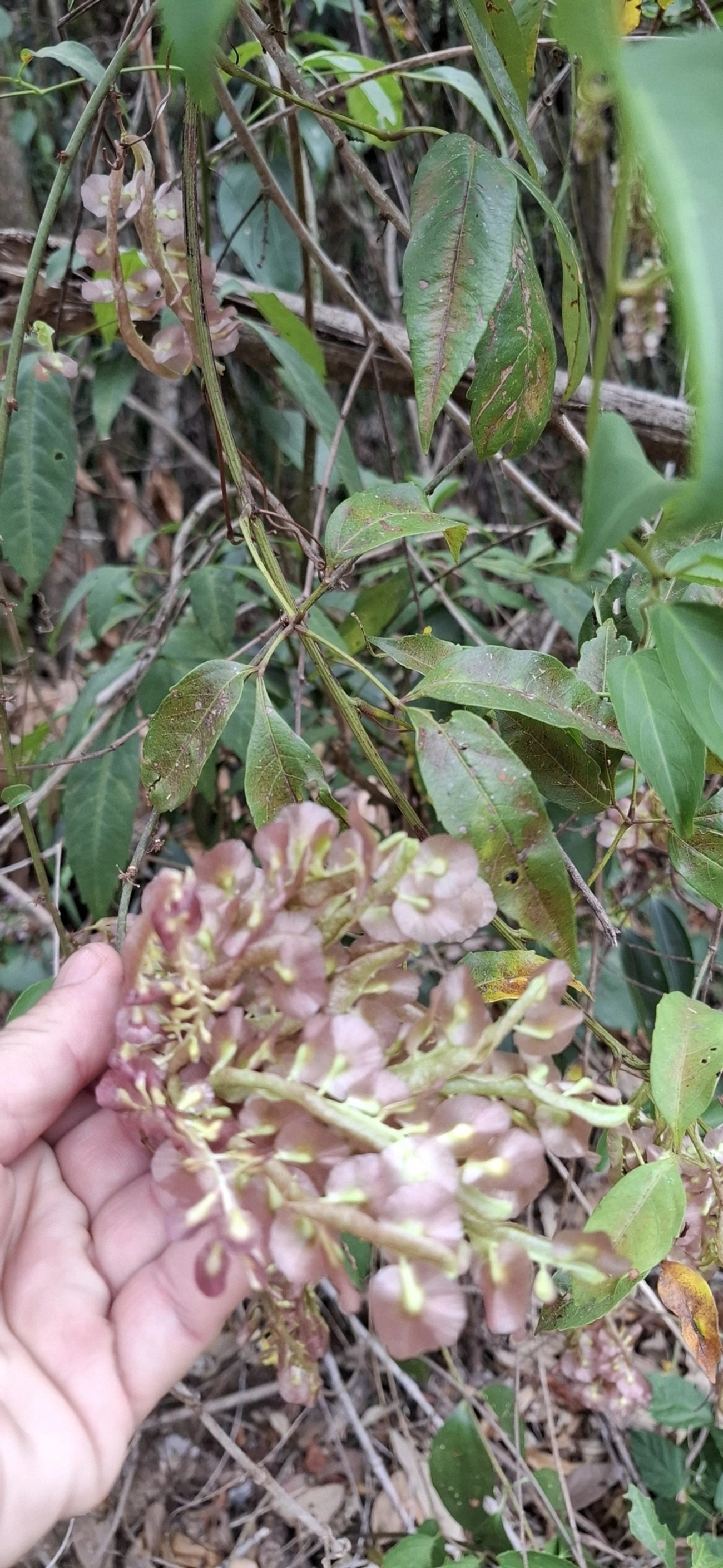 Plantas (Plantae), plantas, fotografado em Itamonte