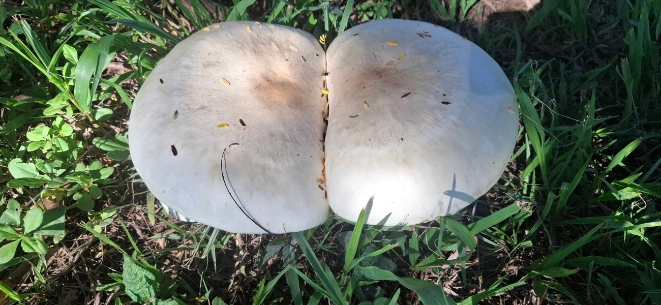 Cogumelo-gigante (Macrocybe titans), fungos, fotografado em Queluz