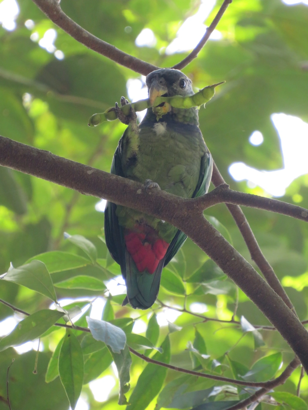 Maitaca-verde (Pionus maximiliani), aves, fotografado em Maresias, São Sebastião