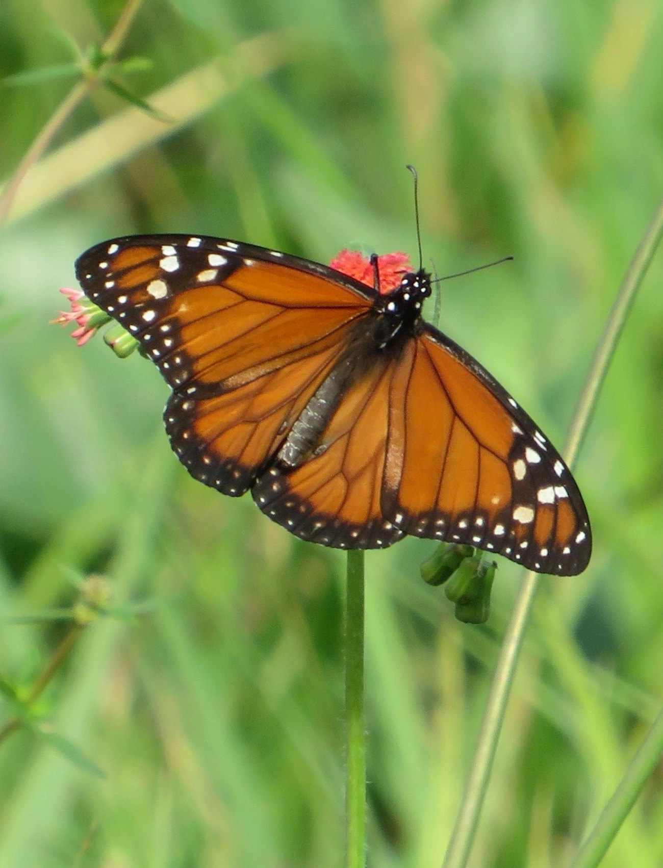 Monarca (Danaus erippus), insetos, fotografado em Maresias, São Sebastião