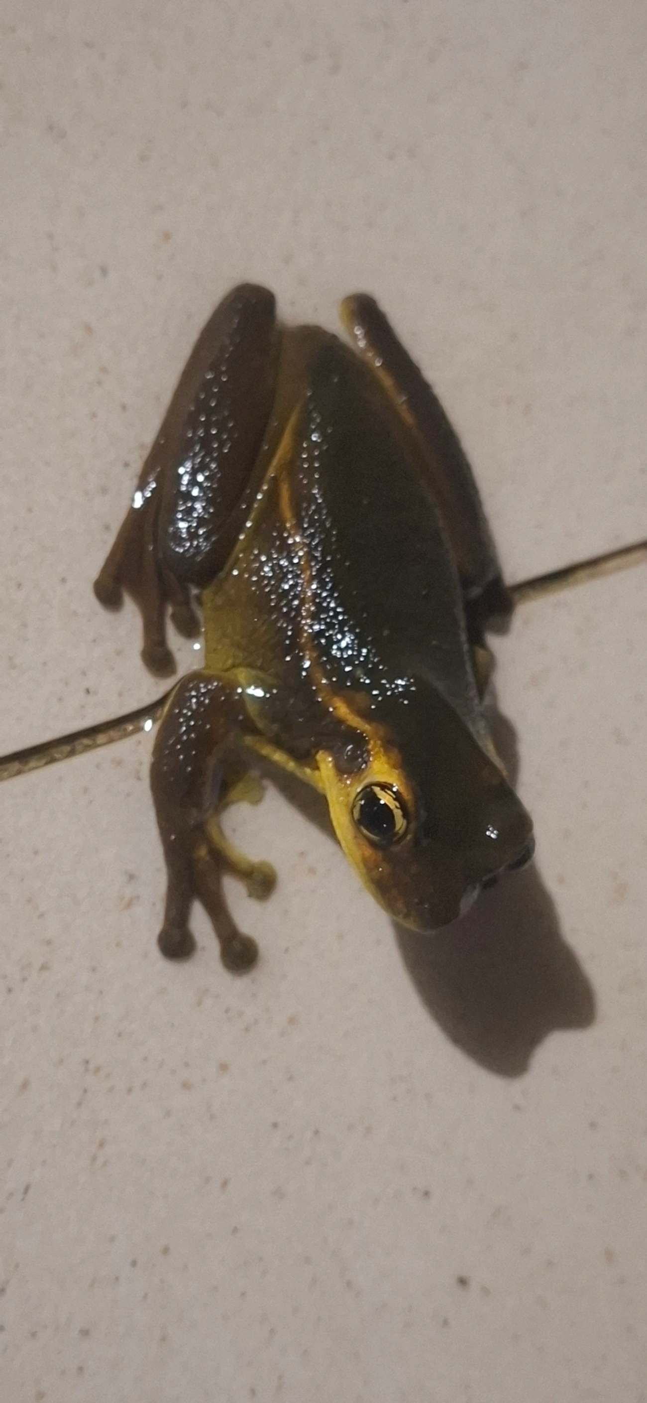 Perereca-grudenta (Trachycephalus mesophaeus), anfíbios, fotografado em Maresias, São Sebastião