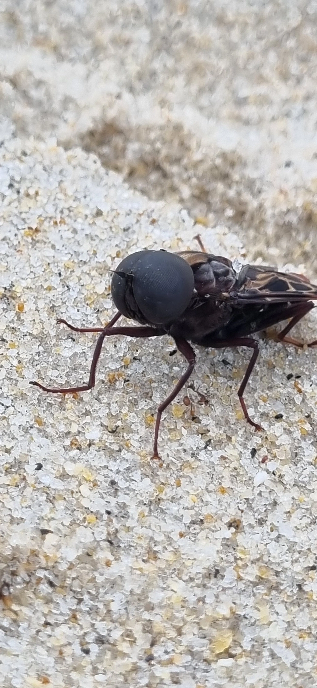 Pantophthalmus, insetos, fotografado em São Sebastião