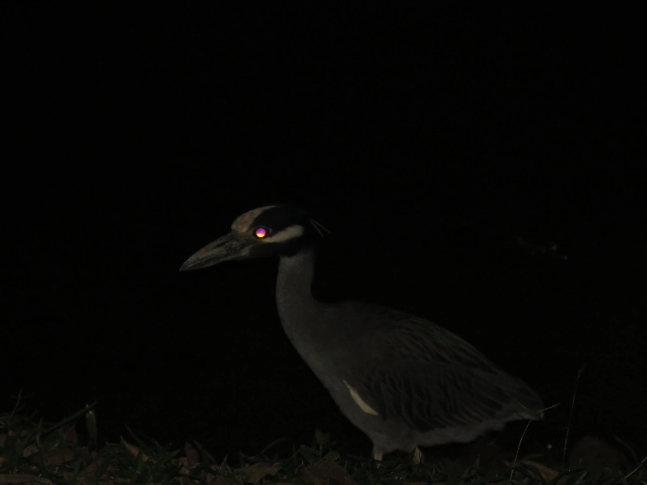 Savacu-de-coroa (Nyctanassa violacea), aves, fotografado em Caraguatatuba