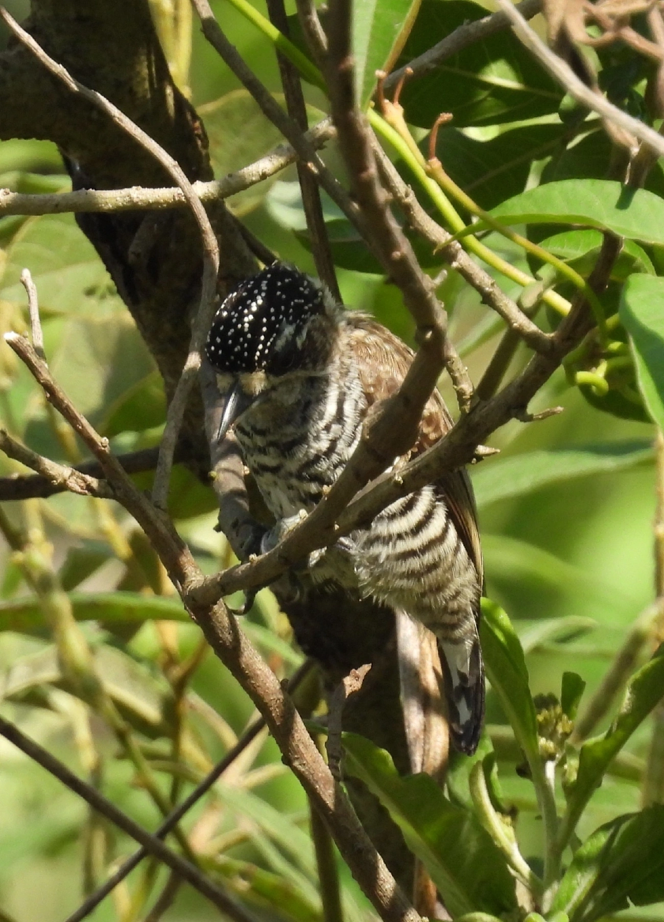 Pica-pau-anão-barrado (Picumnus cirratus), aves, fotografado em Rua Coronel João Leme, Bragança Paulista