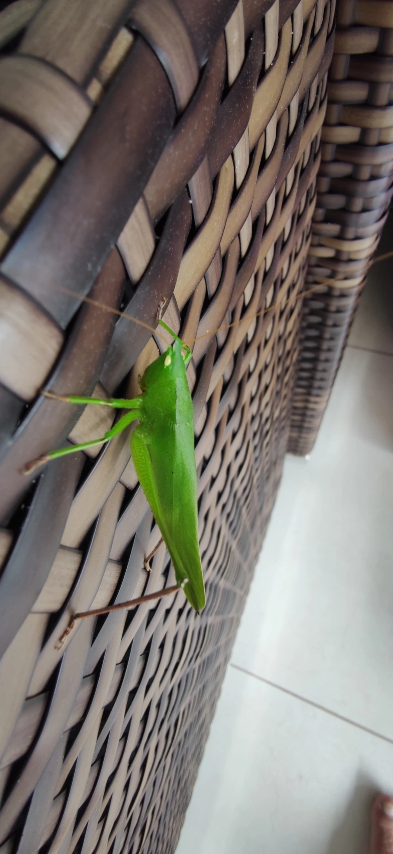 Neoconocephalus, insetos, fotografado em Maresias, São Sebastião