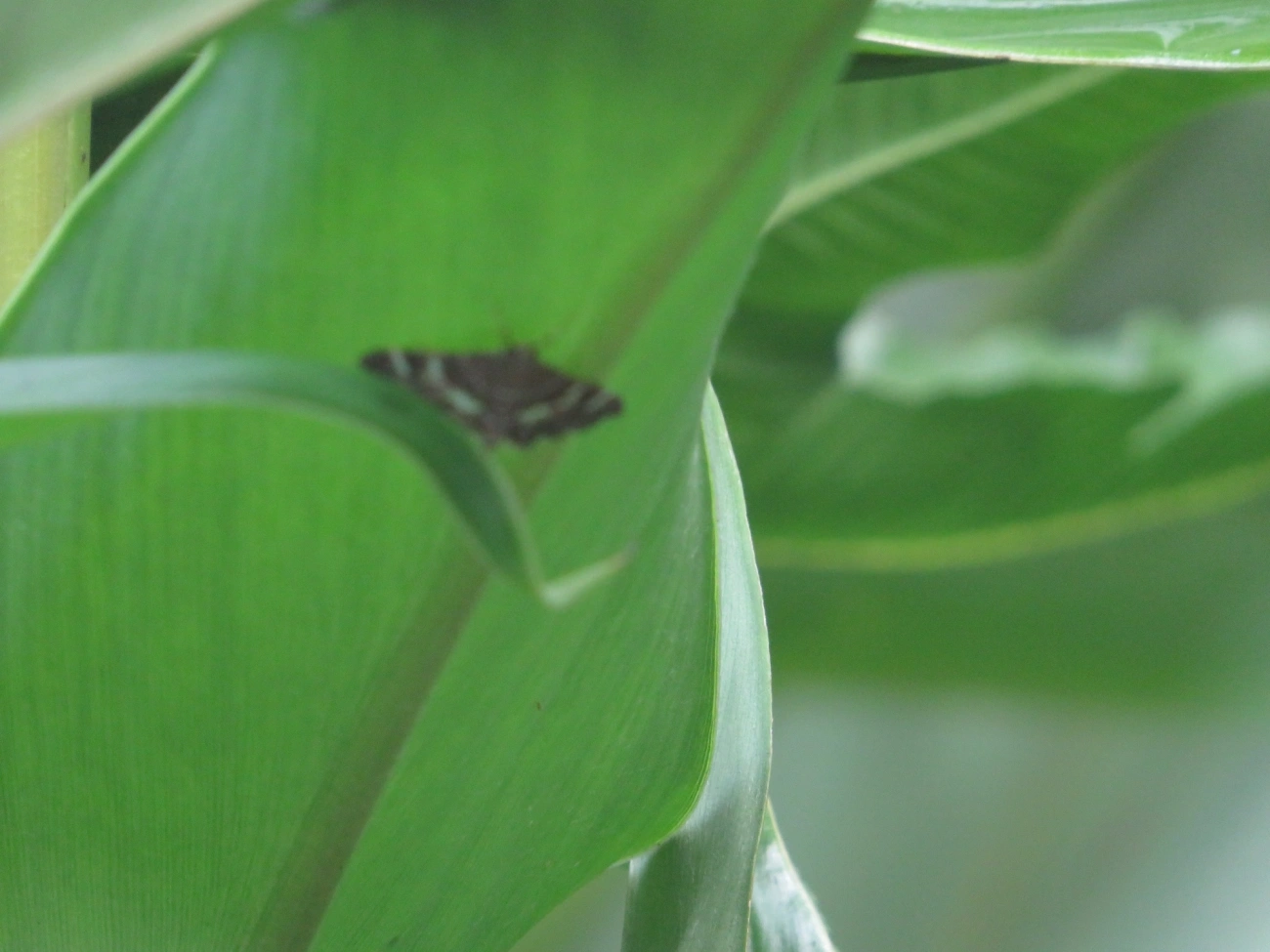 Traça-da-beterraba-pintada (Hymenia perspectalis), insetos, fotografado em Maresias, São Sebastião