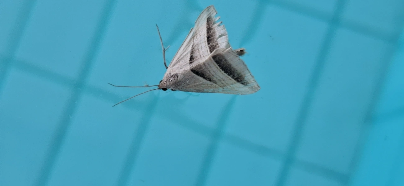 Euclidiini, insetos, fotografado em Amparo