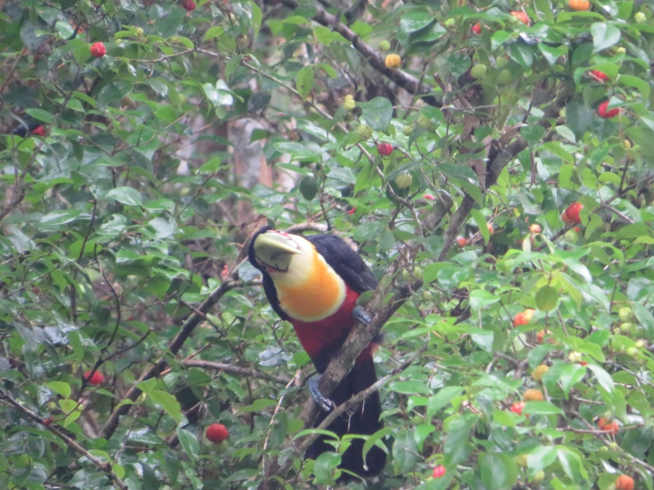Tucano-de-bico-verde (Ramphastos dicolorus), aves, fotografado em Maresias, São Sebastião