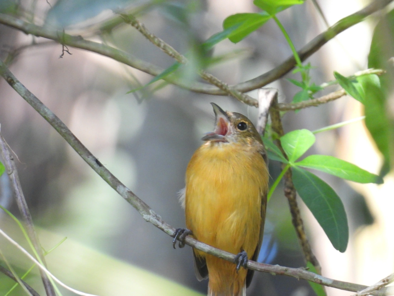 Tiê-galo (Loriotus cristatus), aves, fotografado em Maresias, São Sebastião