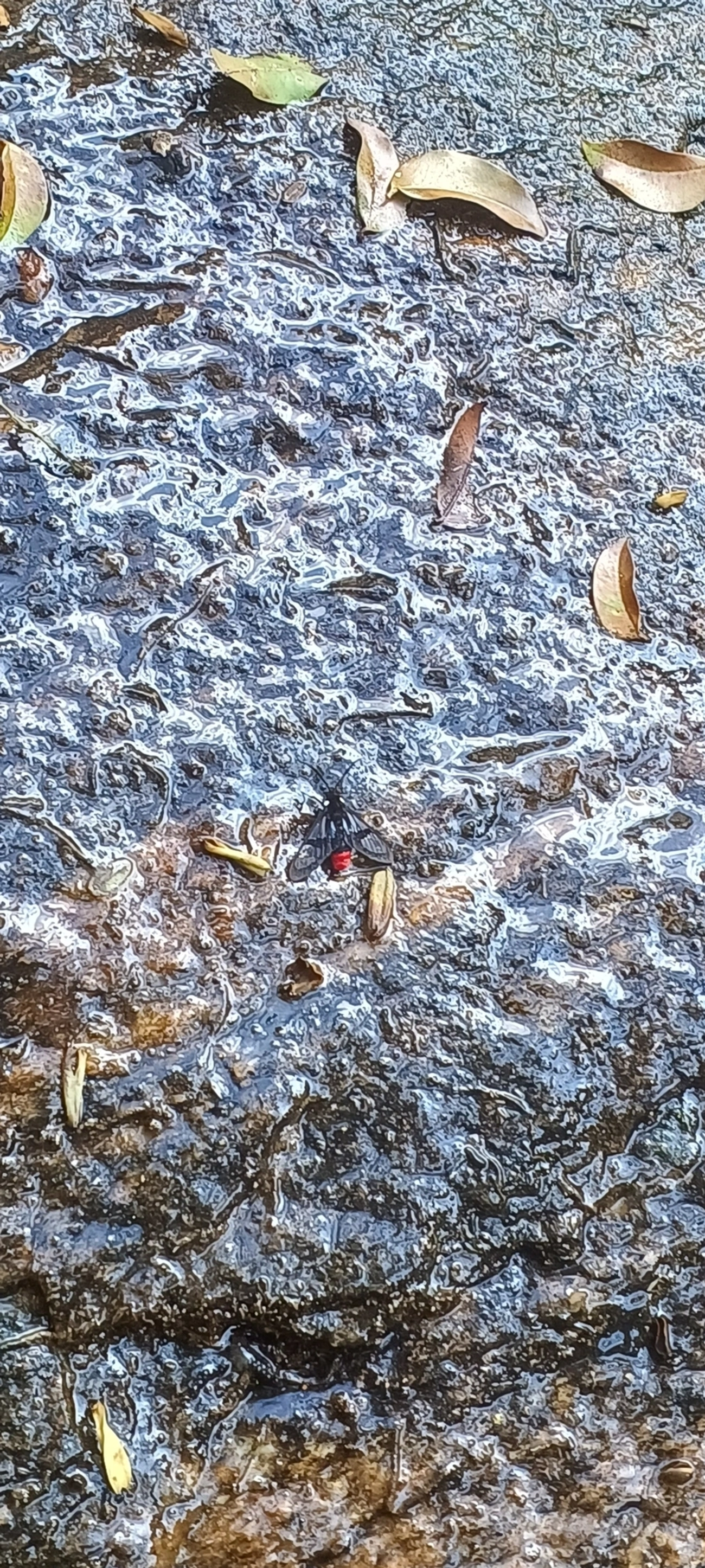 Arctiini, insetos, fotografado em Maresias, São Sebastião