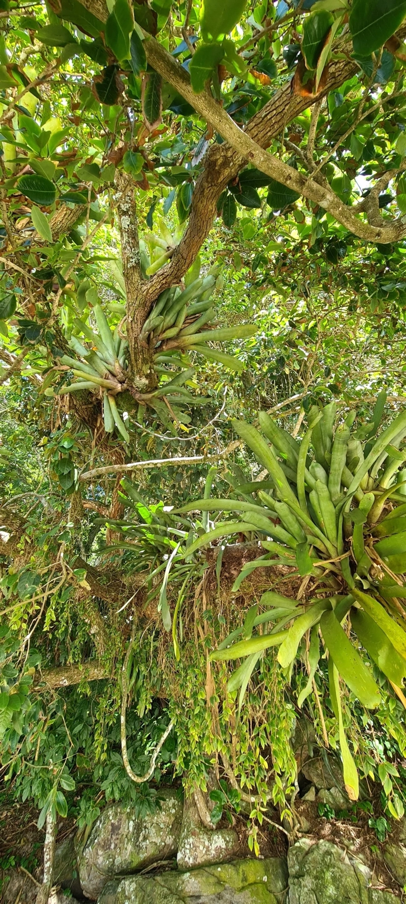 Gravata (Aechmea coelestis), plantas, fotografado em Maresias, São Sebastião
