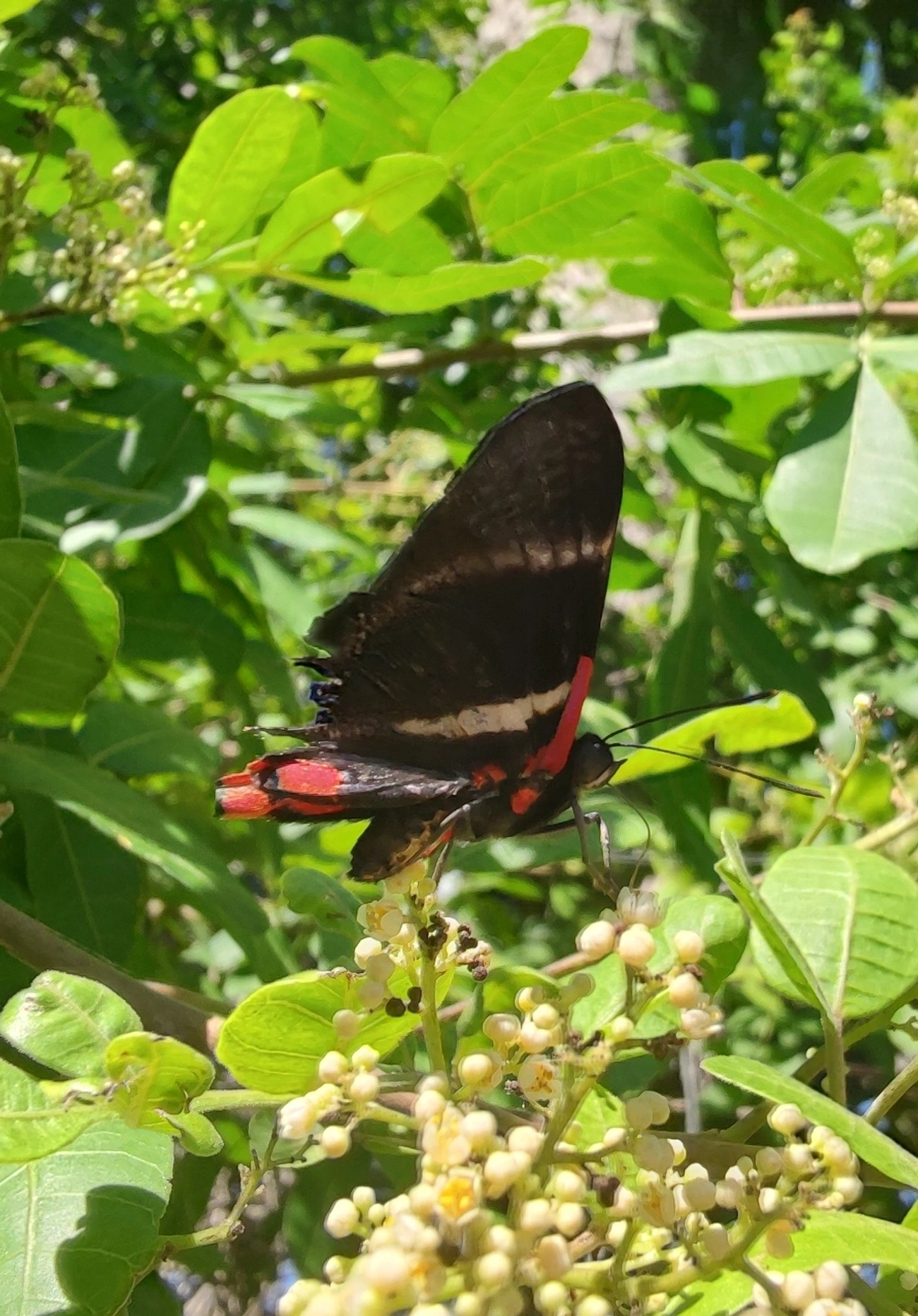 Rhetus periander, insetos, fotografado em Maresias, São Sebastião