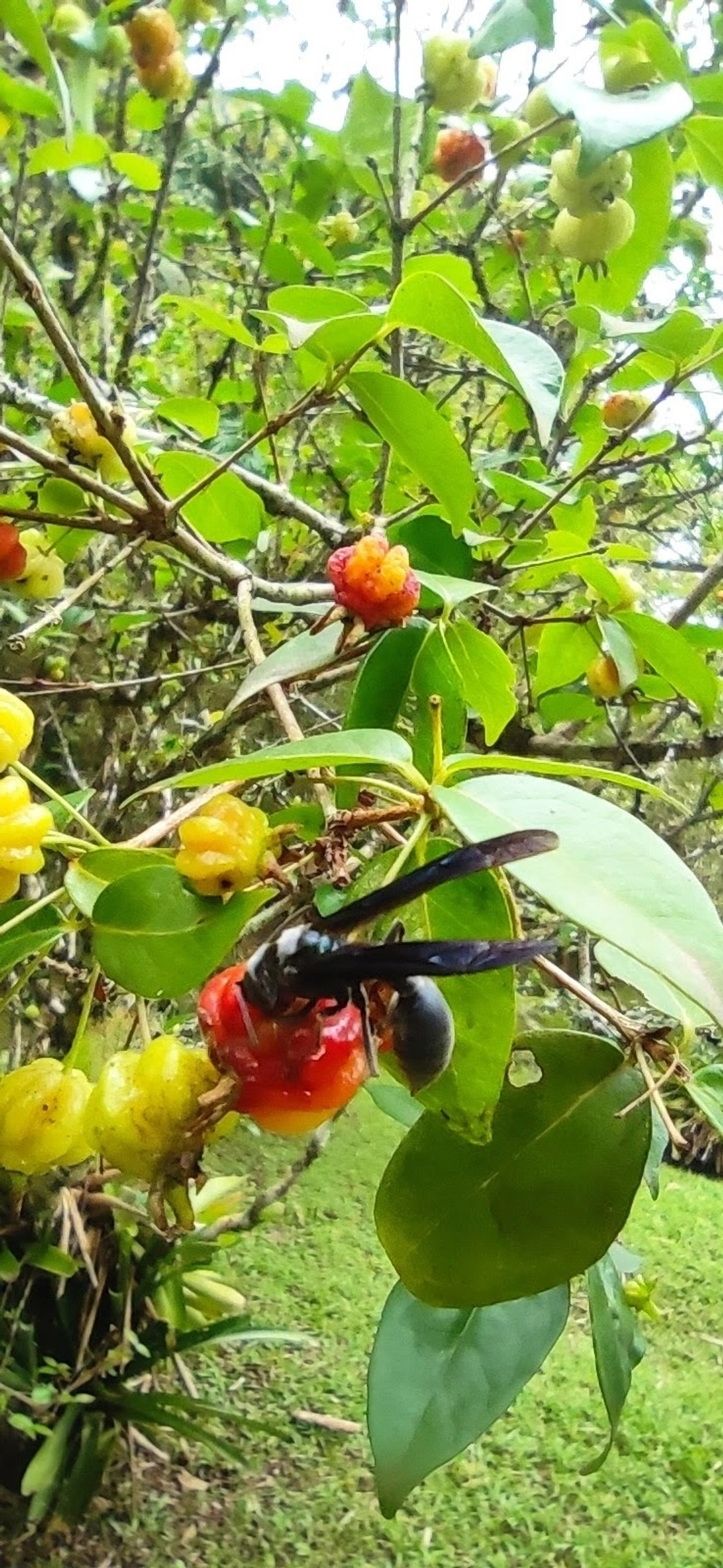 Marimbondo-tatu (Synoeca cyanea), insetos, fotografado em Maresias, São Sebastião