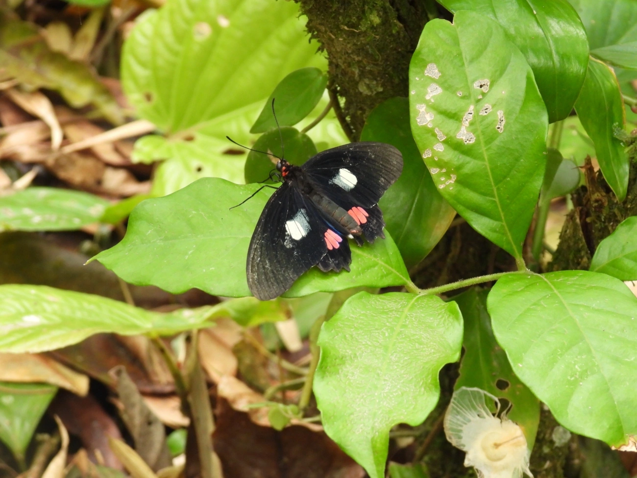 Coração-de-boi (Parides anchises), insetos, fotografado em Castelhanos, Ilhabela