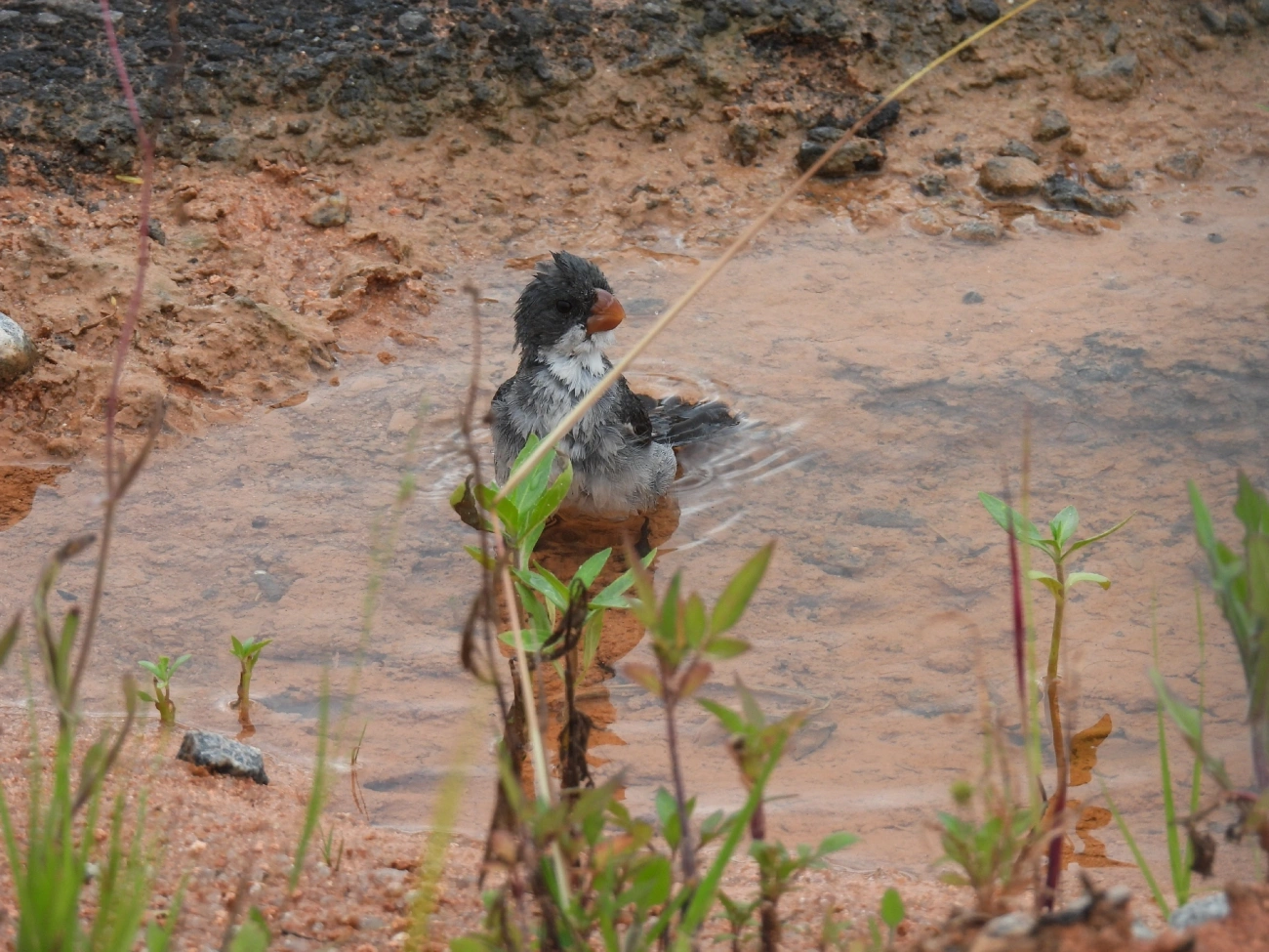 Chorão (Sporophila leucoptera), aves, fotografado em Indaiá, Caraguatatuba