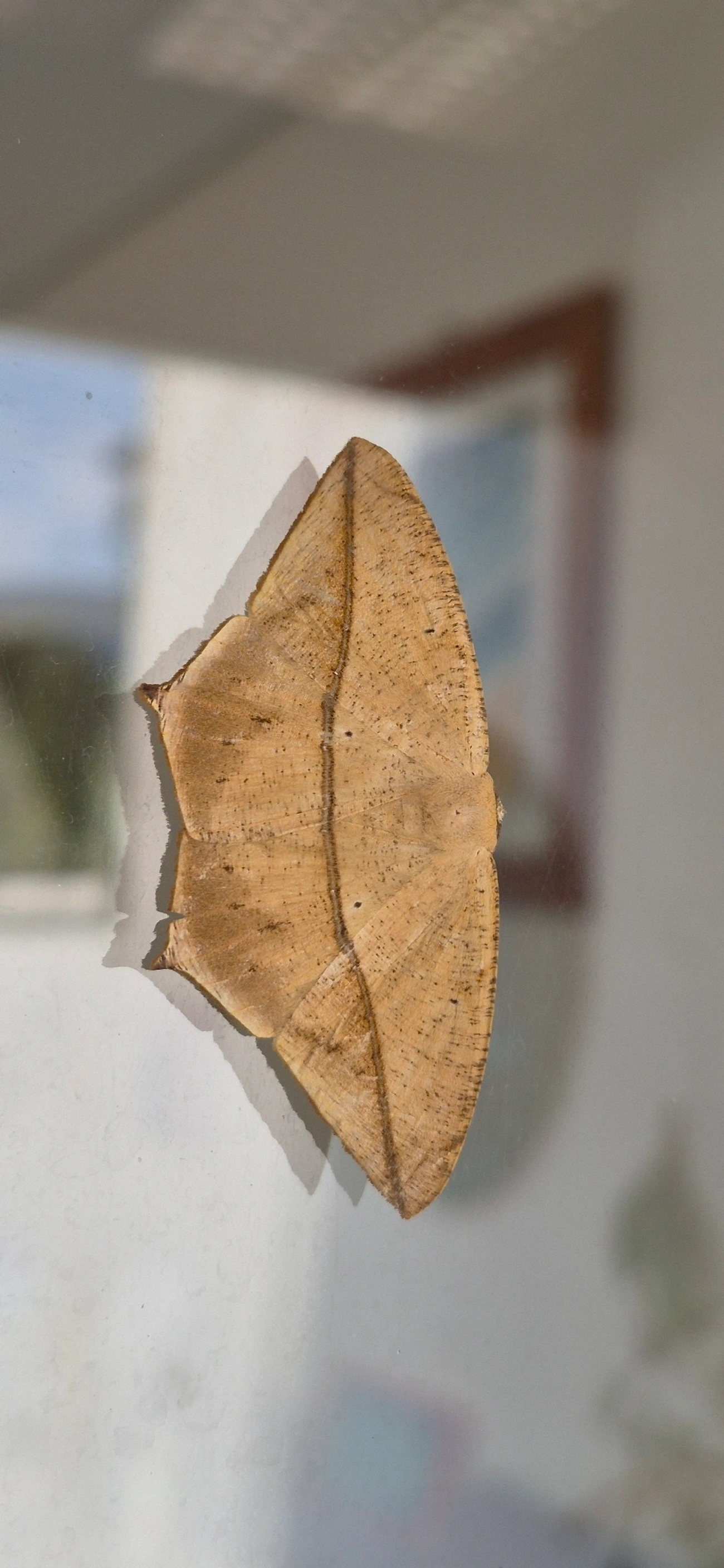 Ennominae, insetos, fotografado em Maresias, São Sebastião