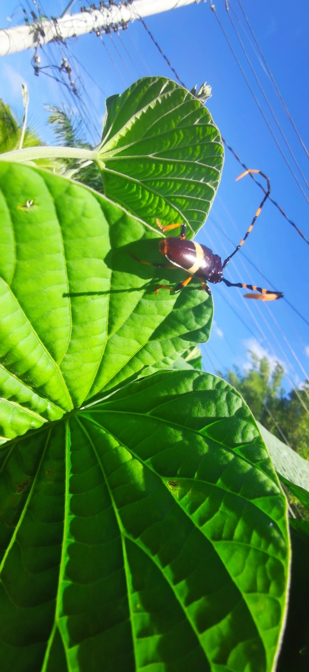 Serra-Pau-de-Faixa-Branca (Trachyderes succinctus), insetos, fotografado em Maresias, São Sebastião