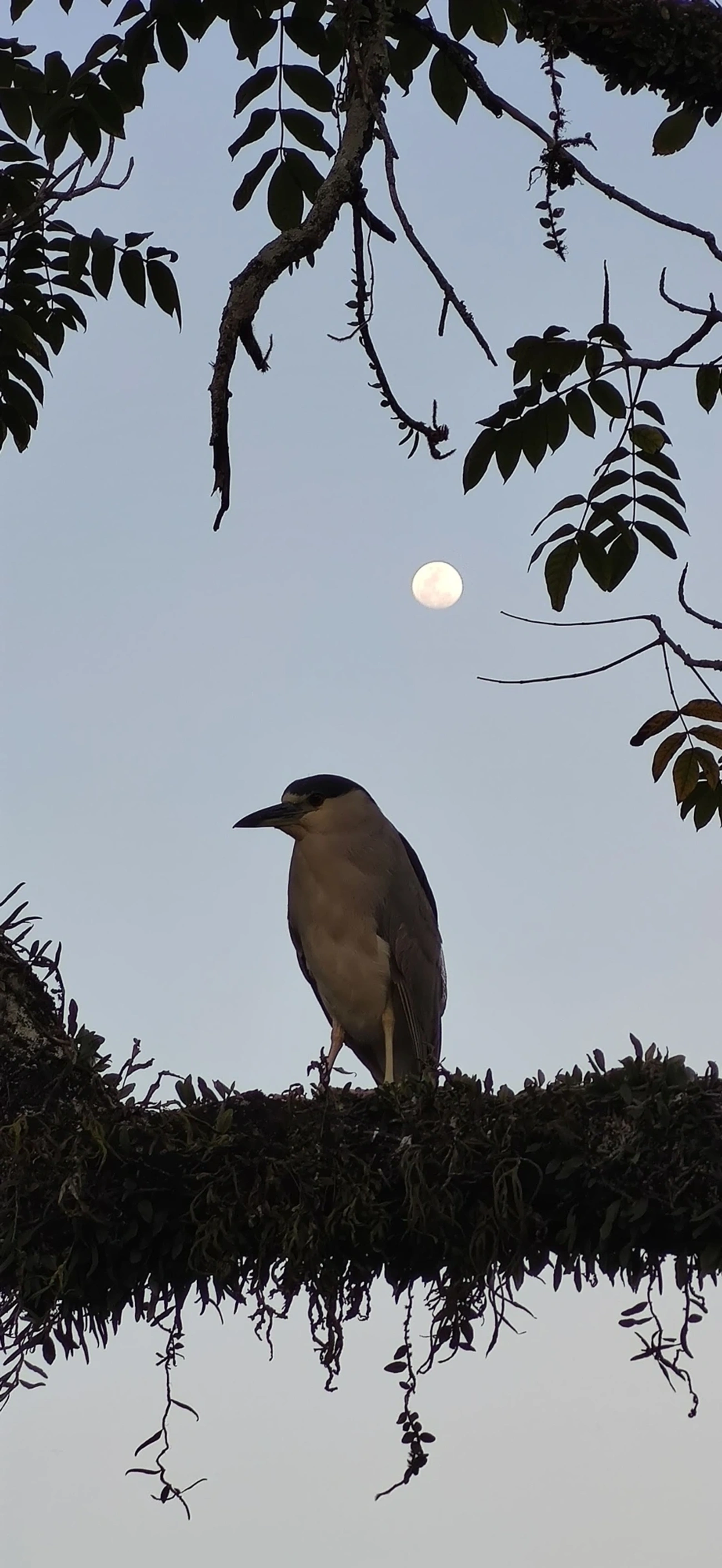 Socó-dorminhoco (Nycticorax nycticorax), aves, fotografado em Caraguatatuba