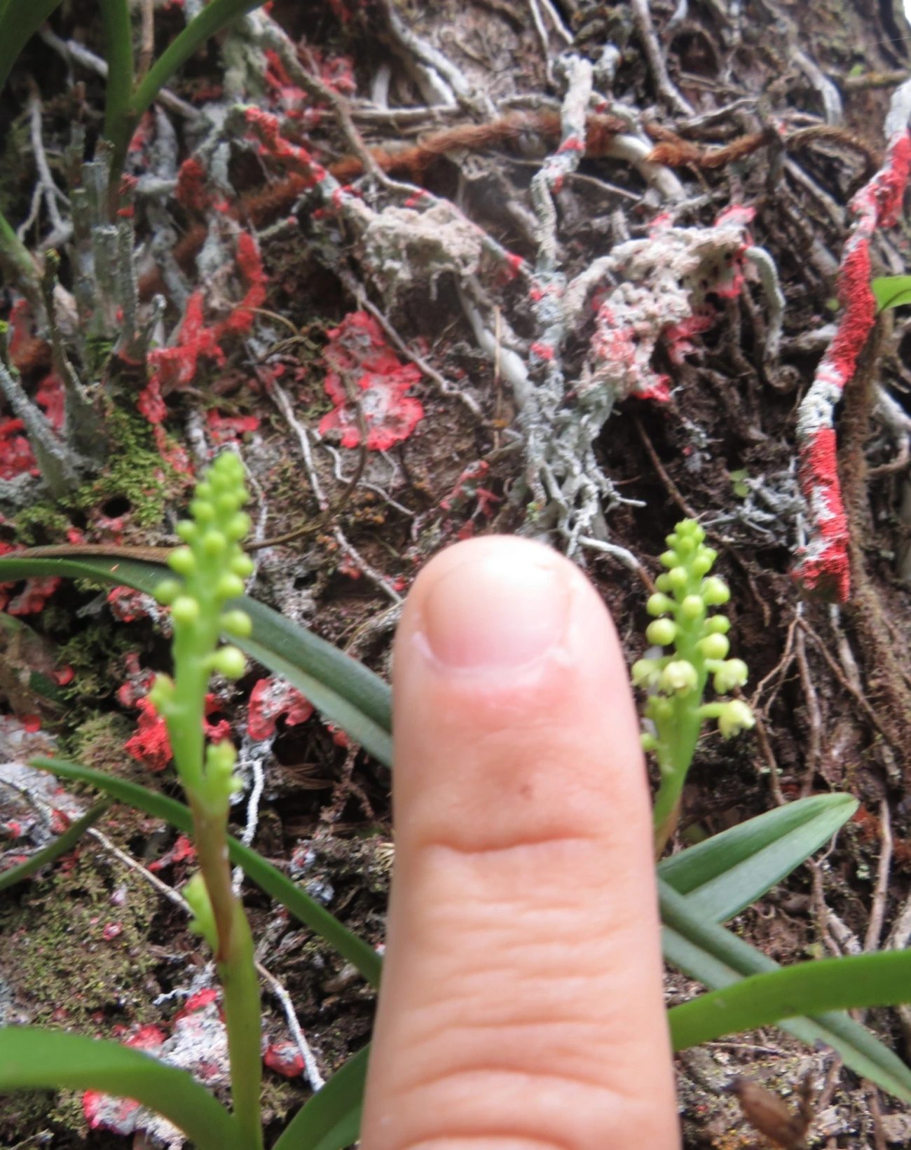 Polystachya, plantas, fotografado em Maresias, São Sebastião