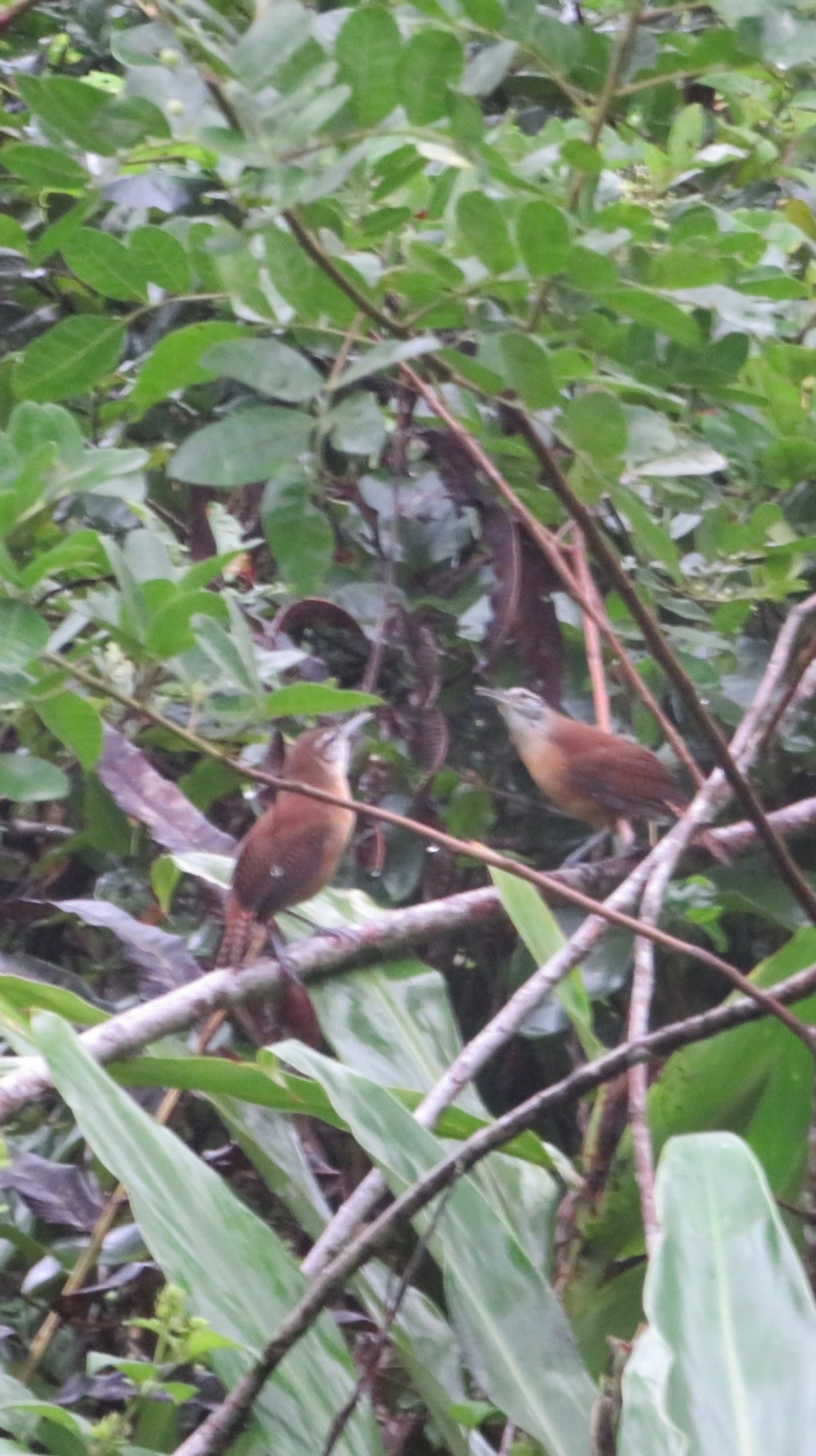 Garrinchão-de-bico-grande (Cantorchilus longirostris), aves, fotografado em Maresias, São Sebastião