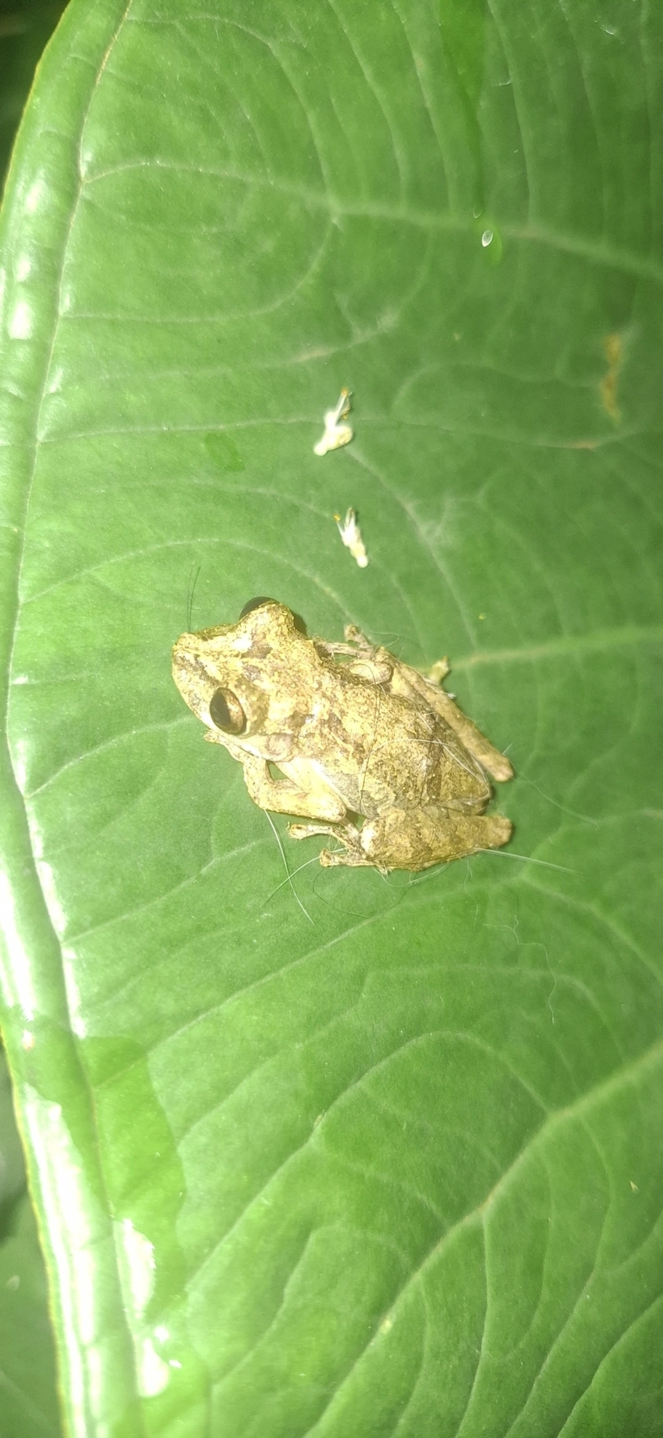 Perereca-do-litoral (Ololygon littoralis), anfíbios, fotografado em Maresias, São Sebastião