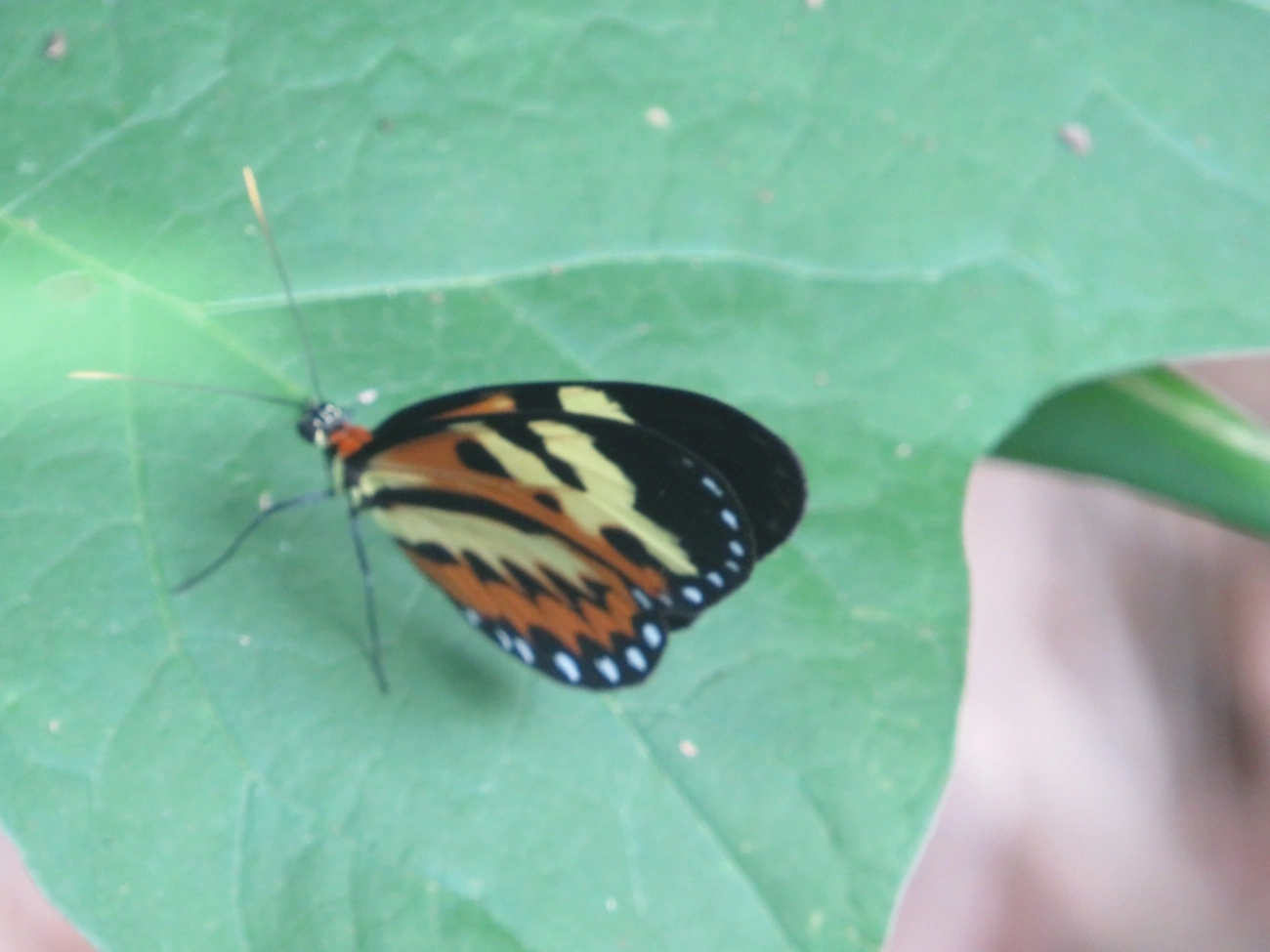 Borboleta-Tigre (Mechanitis polymnia), insetos, fotografado em Ilhabela