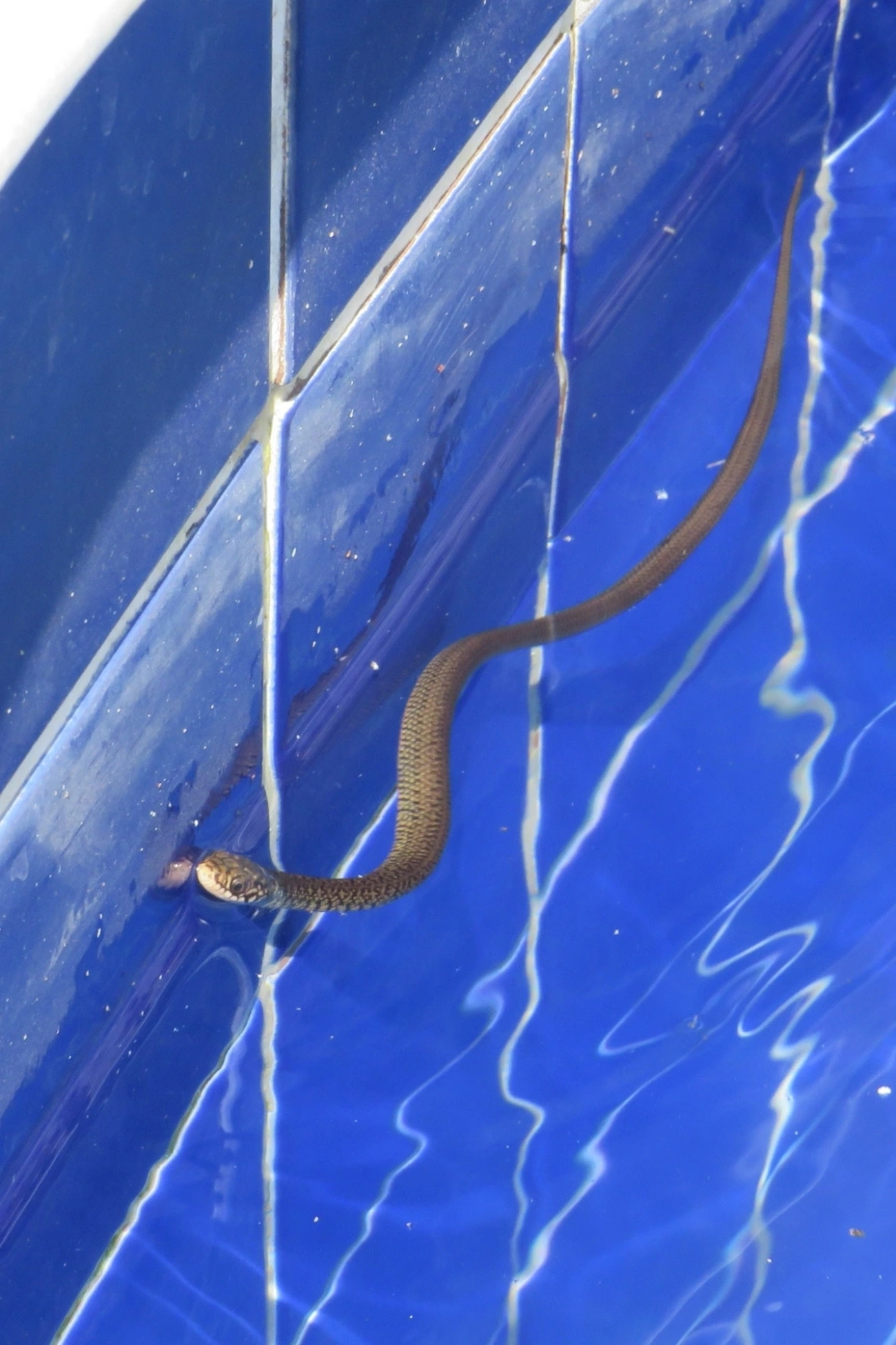 Cobra-d’água-comum (Erythrolamprus miliaris), répteis, fotografado em Maresias, São Sebastião