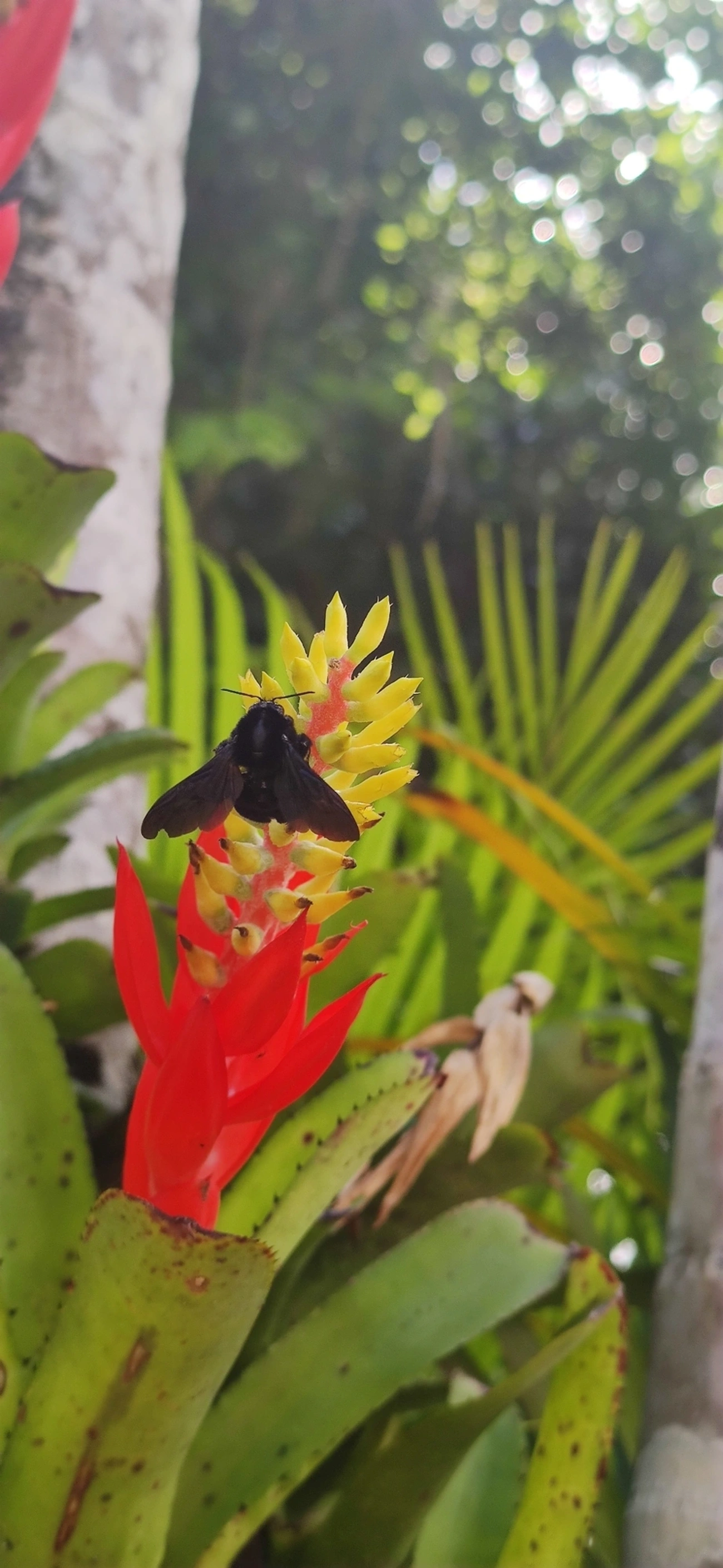 Thoracobombus, insetos, fotografado em Maresias, São Sebastião