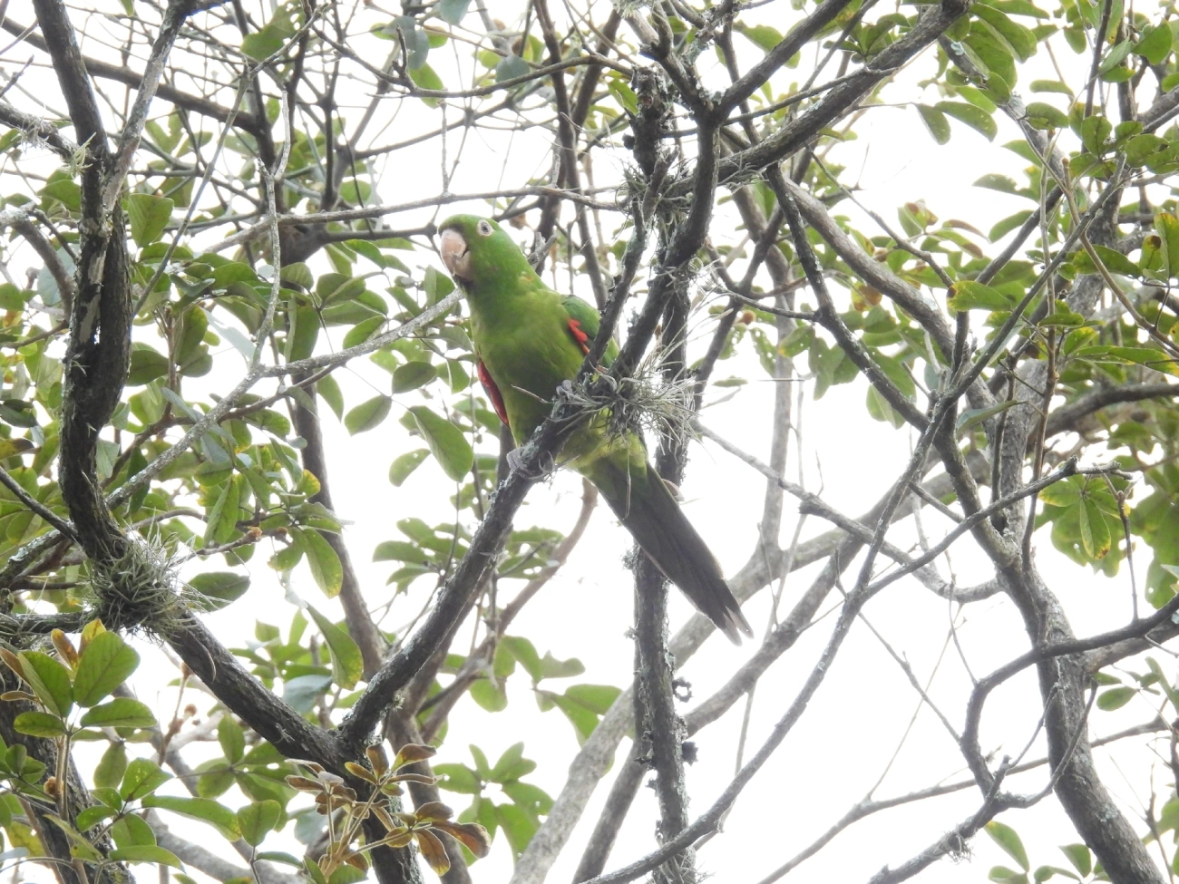 Periquitão-maracanã (Psittacara leucophthalmus), aves, fotografado em Bragança Paulista